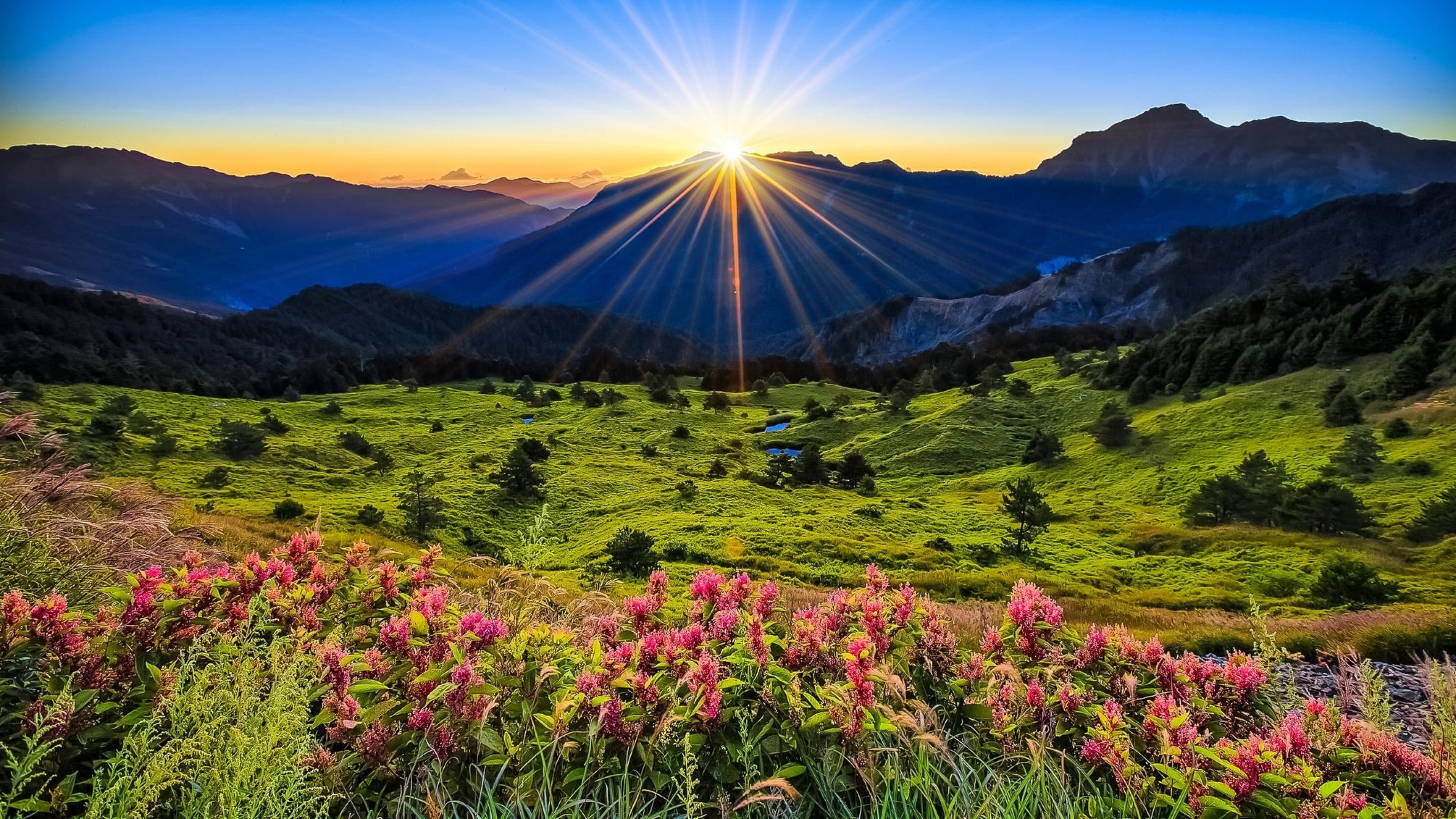flowers, 4K, full, beauty in nature, outdoors, desktop, flowering plant, sunrise, idyllic, tranquil scene, tranquility, mountain range, flower, HD Wallpaper