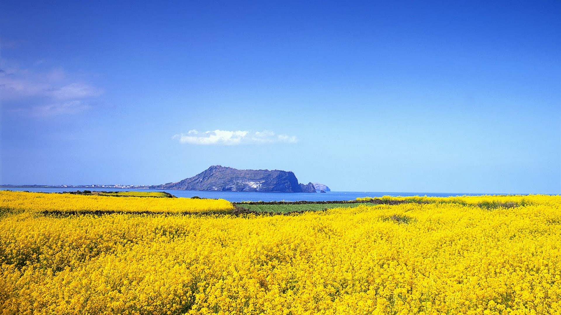nature, no people, tranquility, scenics - nature, water, blue, field, landscape, land, beauty in nature, korea, flower, photo, environment, life, HD Wallpaper