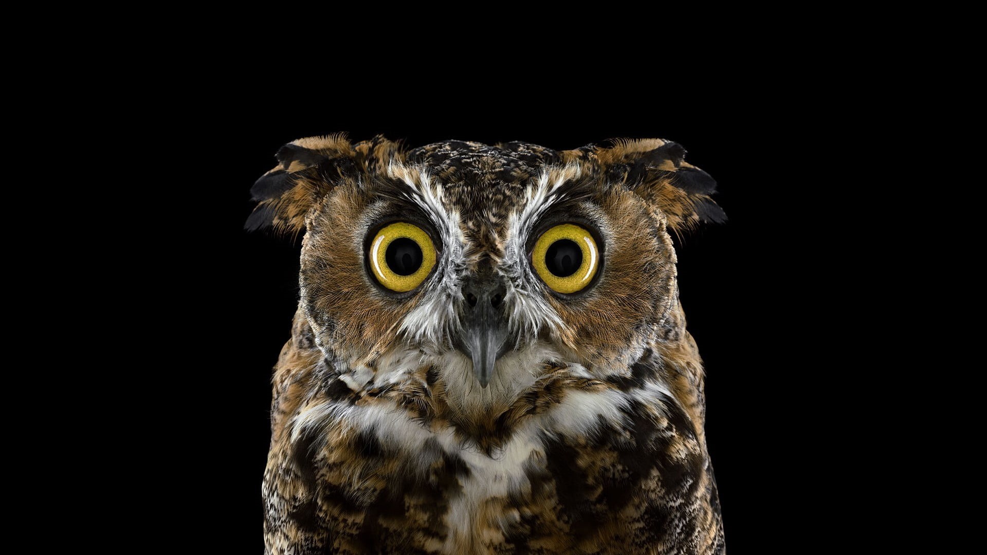 animal, studio shot, bird of prey, animal body part, aggression, no people, brown, black background, animals in the wild, nature, indoors, animal head, HD Wallpaper
