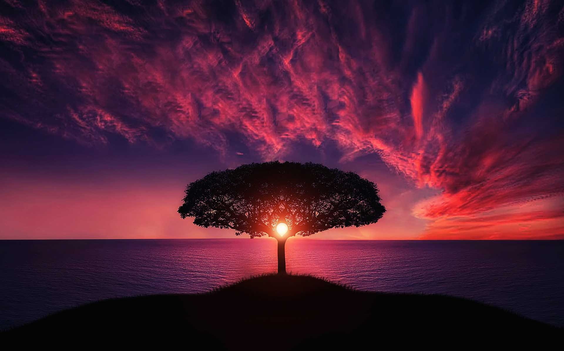 tree, romantic, illuminated, romantic sky, red, sunrise, nature, golden, dawn, beauty in nature, scenics - nature, cloud - sky, tranquility, HD Wallpaper