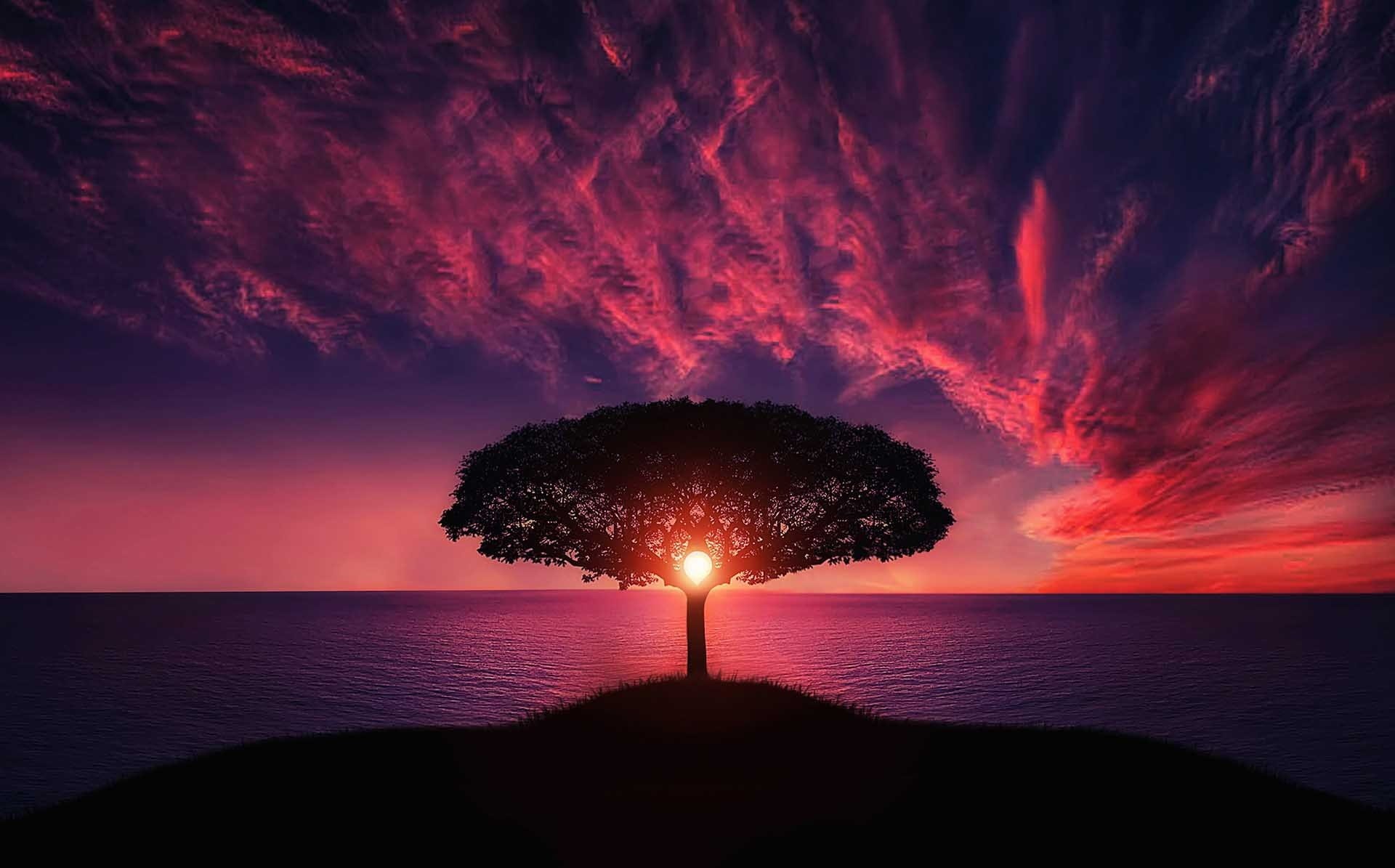 romantic, lonely, animal, tranquility, land, water, sun, darkness, branch, island, beside, amazing, beautifull, flight, horizon over water, sky, body, beauty in nature, HD Wallpaper