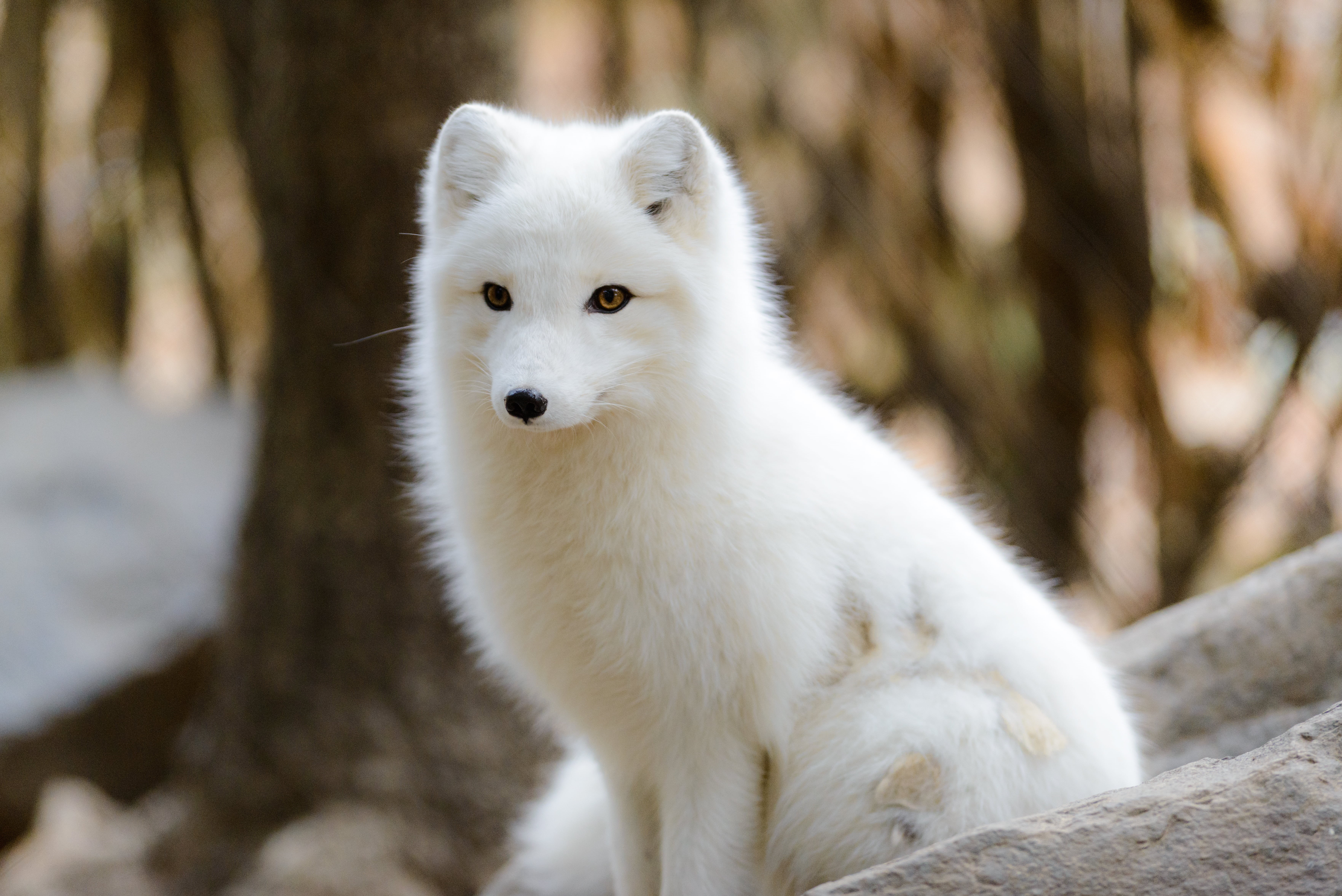 dog, mammal, fox, white, massachusetts, pets, 5K, Arctic Fox, young Animal, glow, arctic  fox, nature, photo, Sun, outdoors, long, coated, arctic, animal, HD Wallpaper