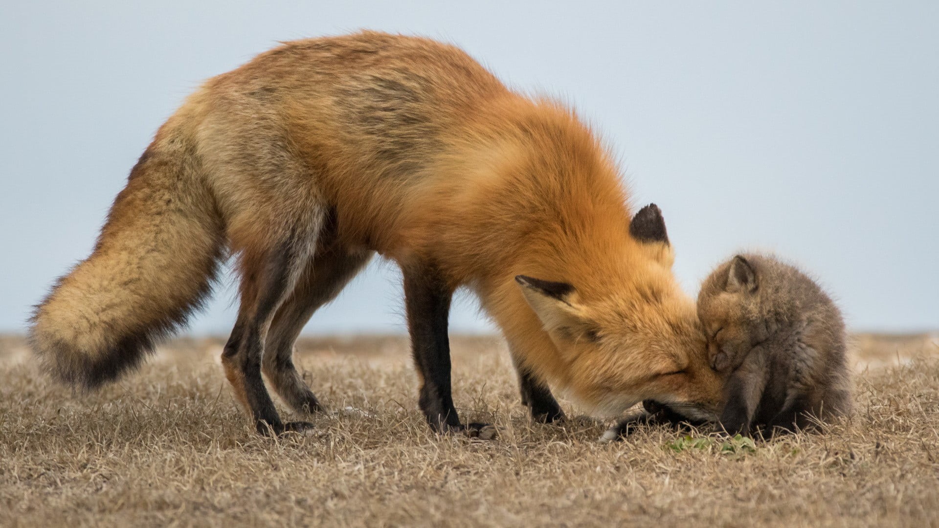 animal body part, young animal, animal, animals in the wild, land, day, no people, grass, brown, one animal, mammal, fox, environment, animal themes, vertebrate, HD Wallpaper