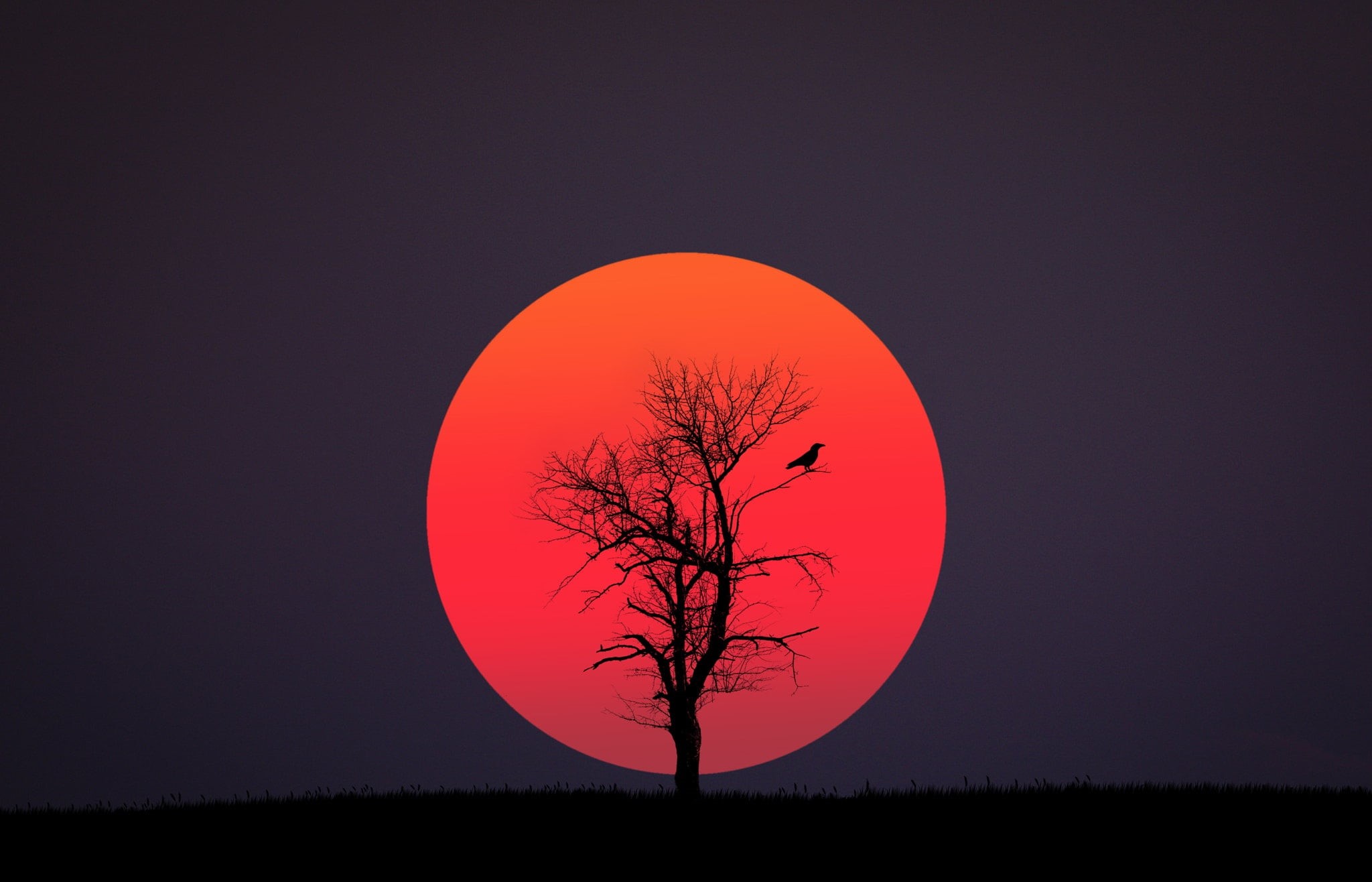 sunset, loneliness, tranquility, illustration, night, orange Color, silhouette, back Lit, bare, moon, forest, autumn, outdoors, blue, sky, geometric shape, HD Wallpaper