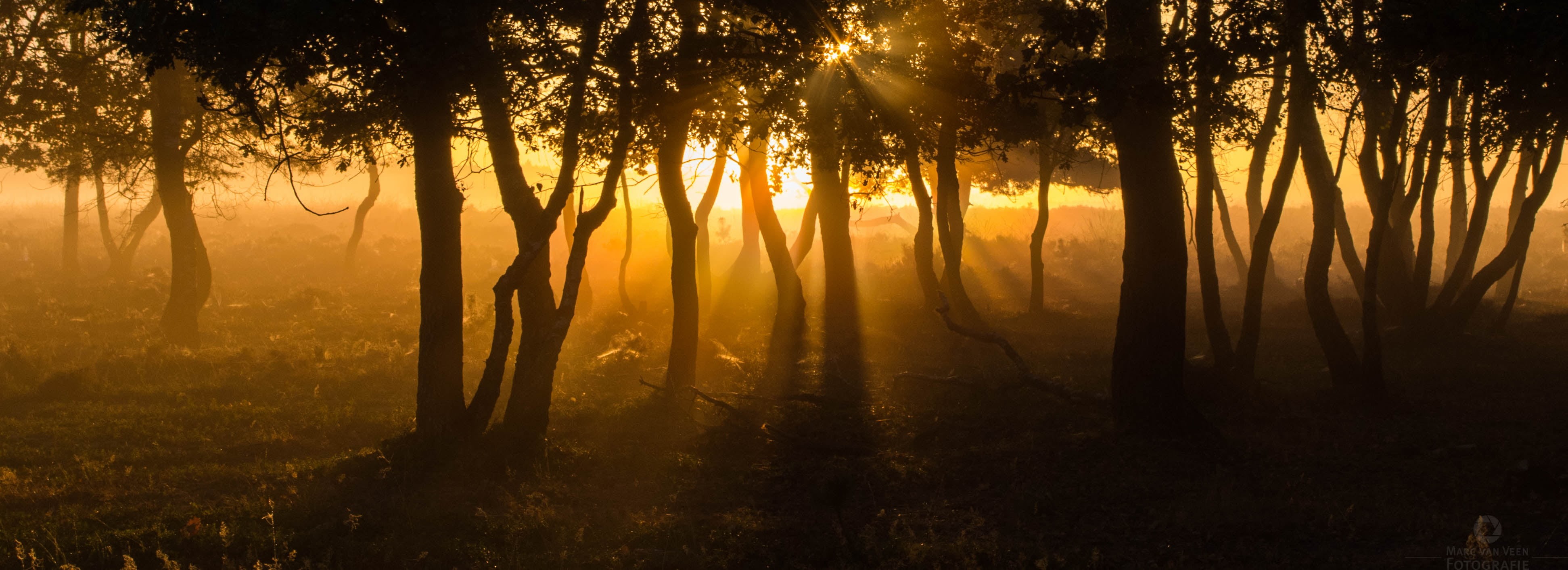 enchanted  wood, outdoors, behind, Veluwe, sun, trees, Sunrays, sunbeam, sunrise - Dawn, morning, light - Natural Phenomenon, color, contrast, Pentax  K-50, HD Wallpaper