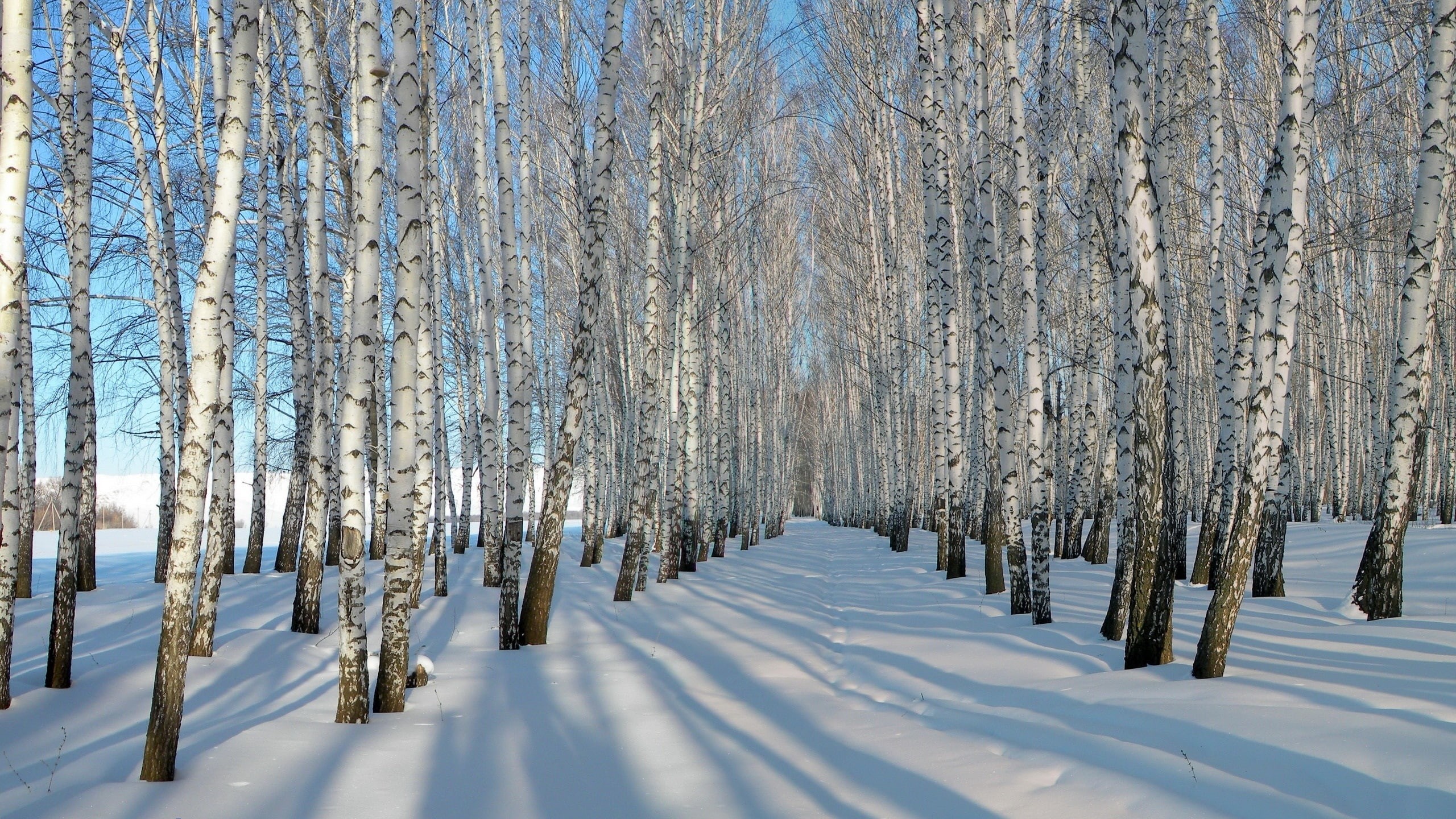 Trees, forest, 2K, bare, Birch, Winter, Snow, Thick, HD Wallpaper