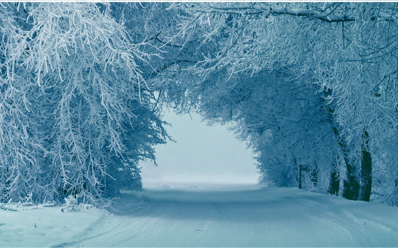 environment, outdoors, plant, winter, beauty in nature, no people, white color, tree, tranquility, snow, non-urban scene, 720P, scenics - nature, covering, HD Wallpaper