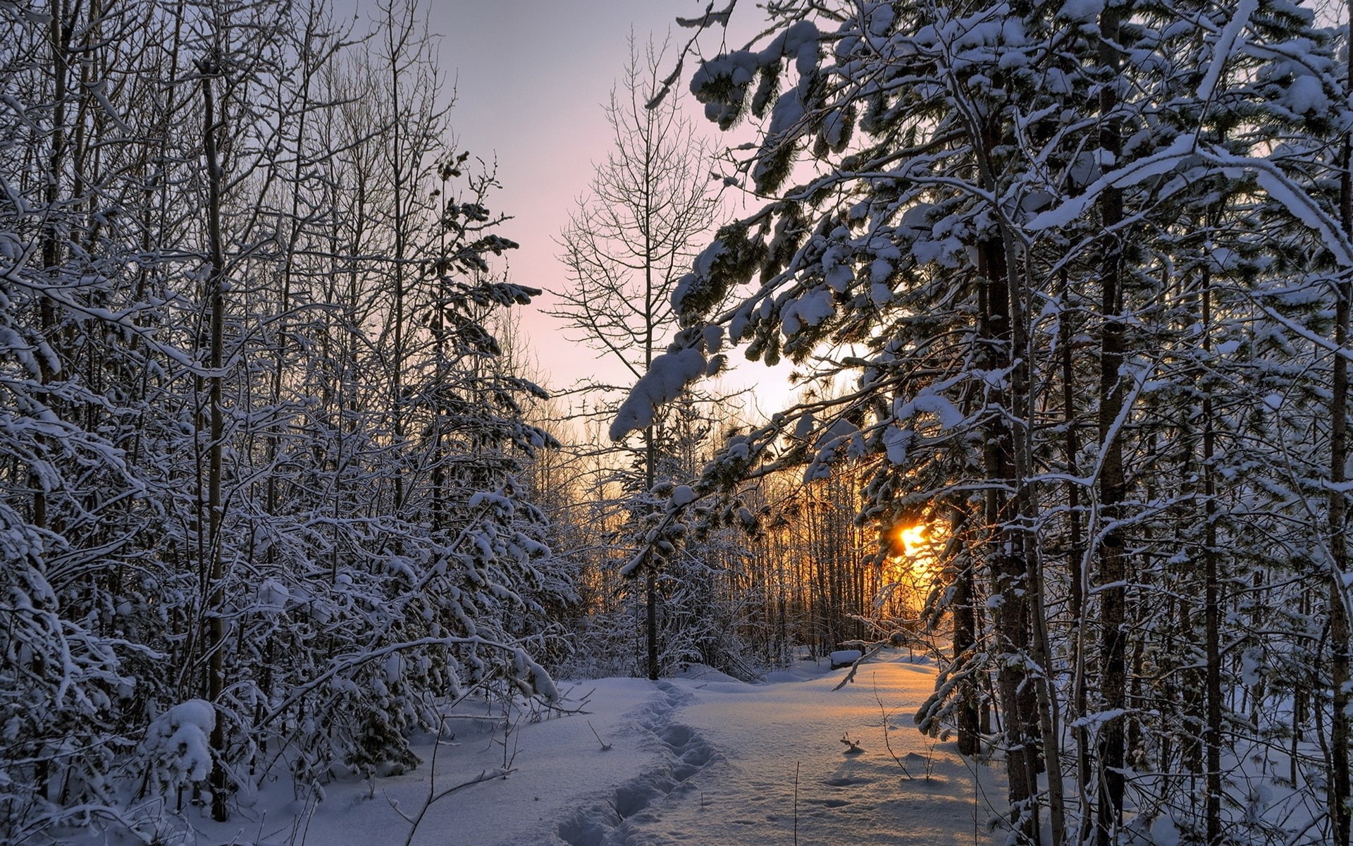 Thick, Winter, Sunset, Forest, Snow, 1080P, Trees, HD Wallpaper