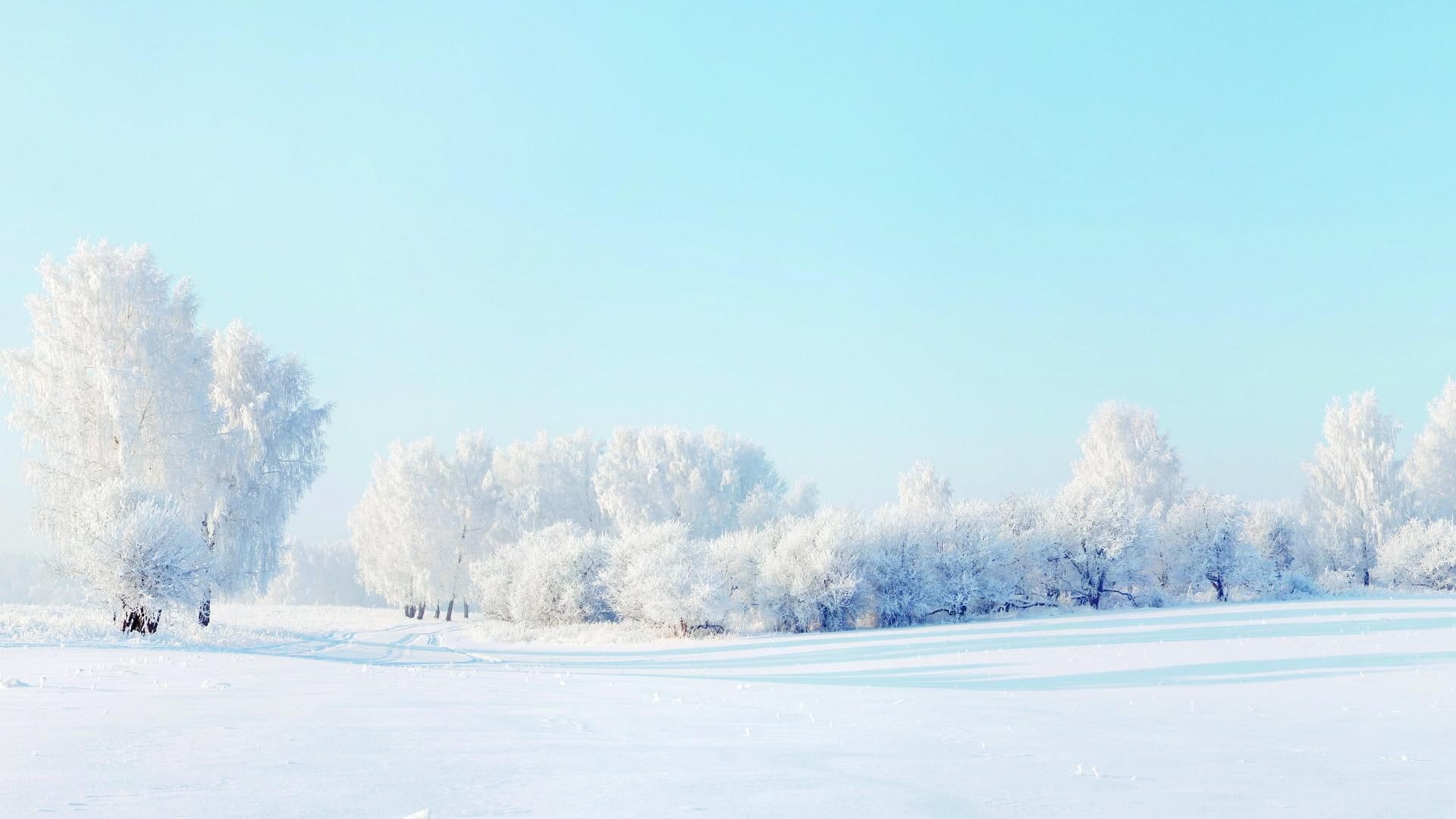scenery, forest, trees, covered, 1080P, snow, daytime, winter, HD Wallpaper