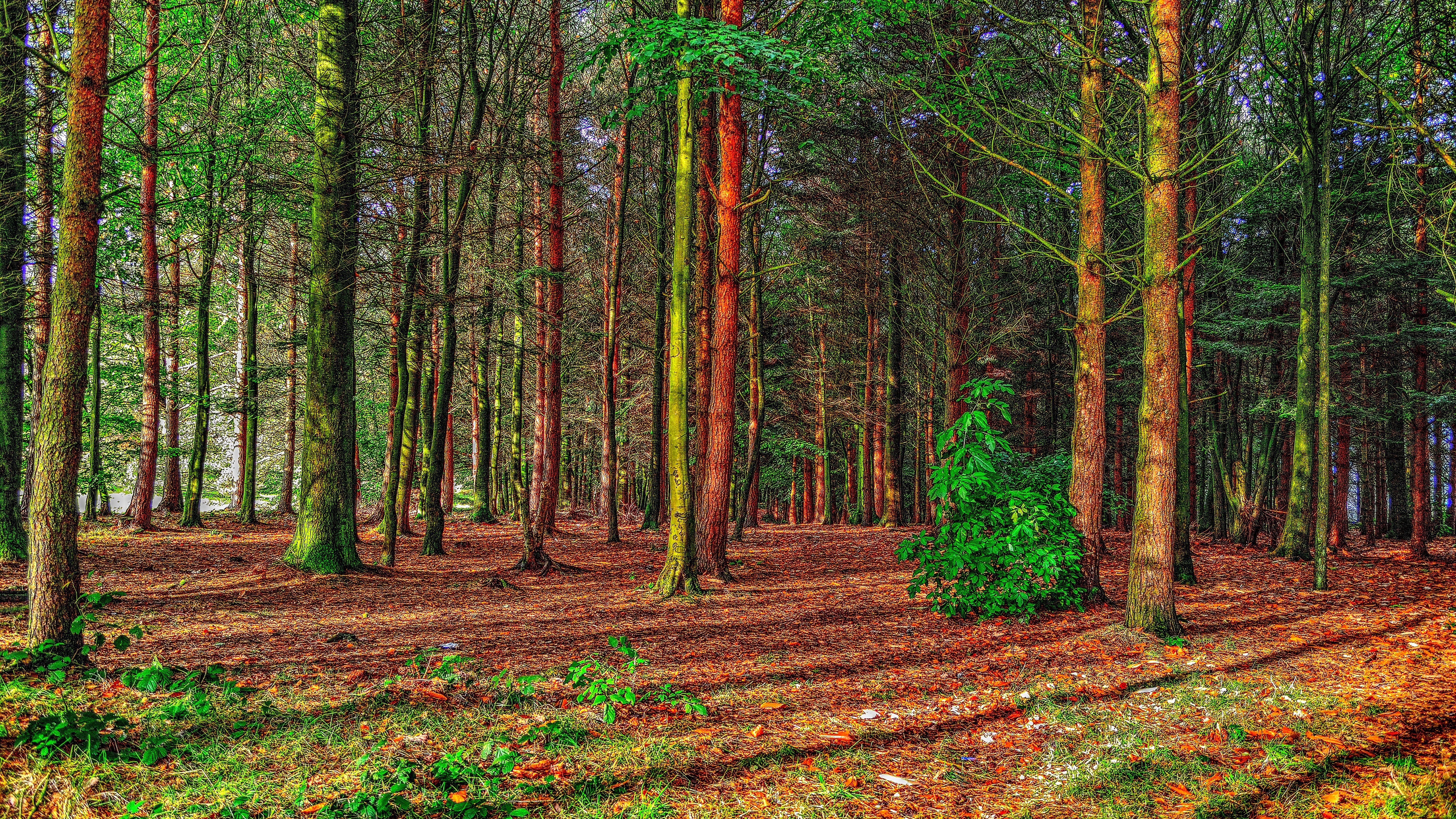 high resolution images of nature 7680x4320, 8K, HD Wallpaper