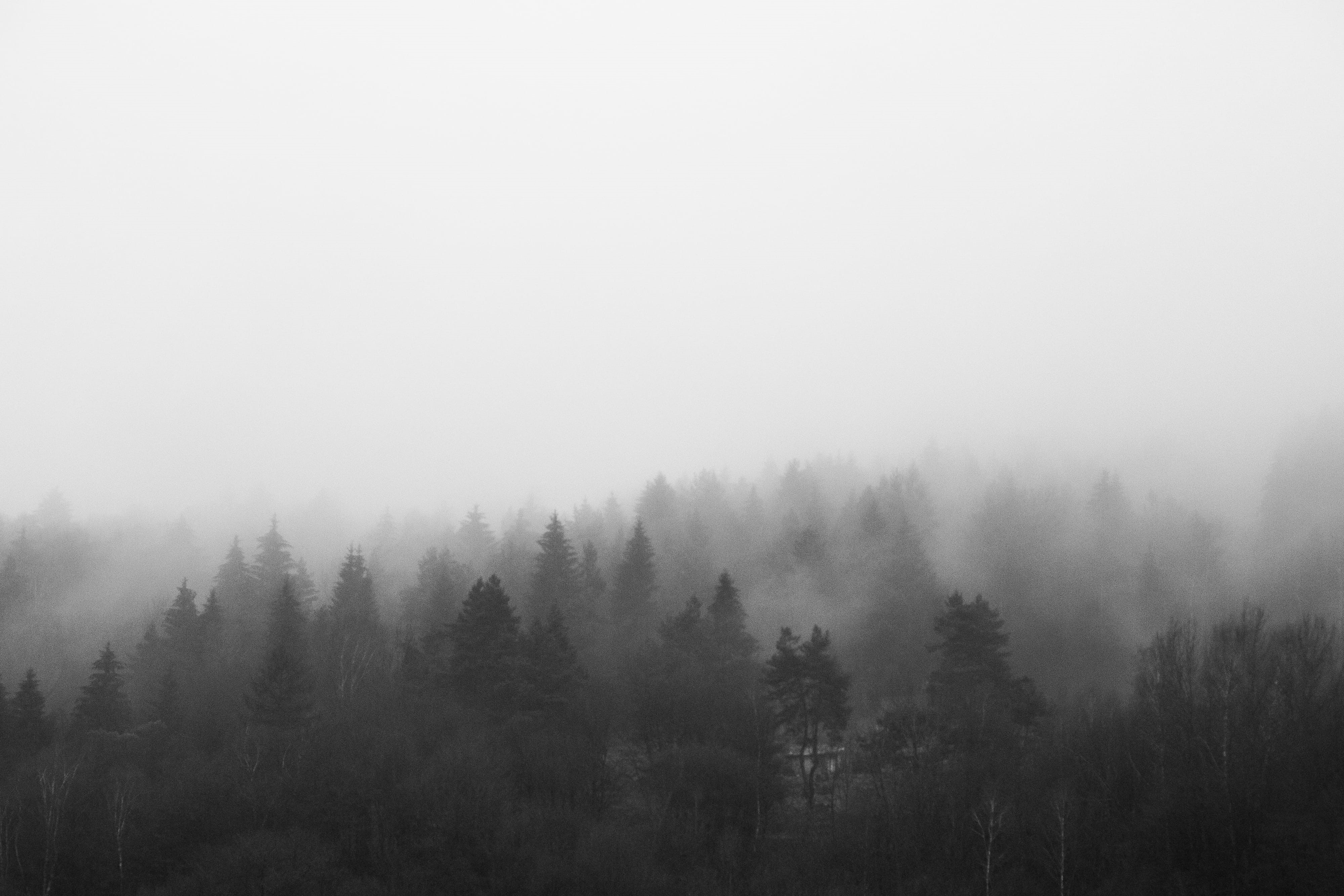room for text, clouds, bw, no people, black, sky, scenics - nature, Black and White, Foggy, non-urban scene, trees, mist, mountain, woodland, coniferous tree, HD Wallpaper
