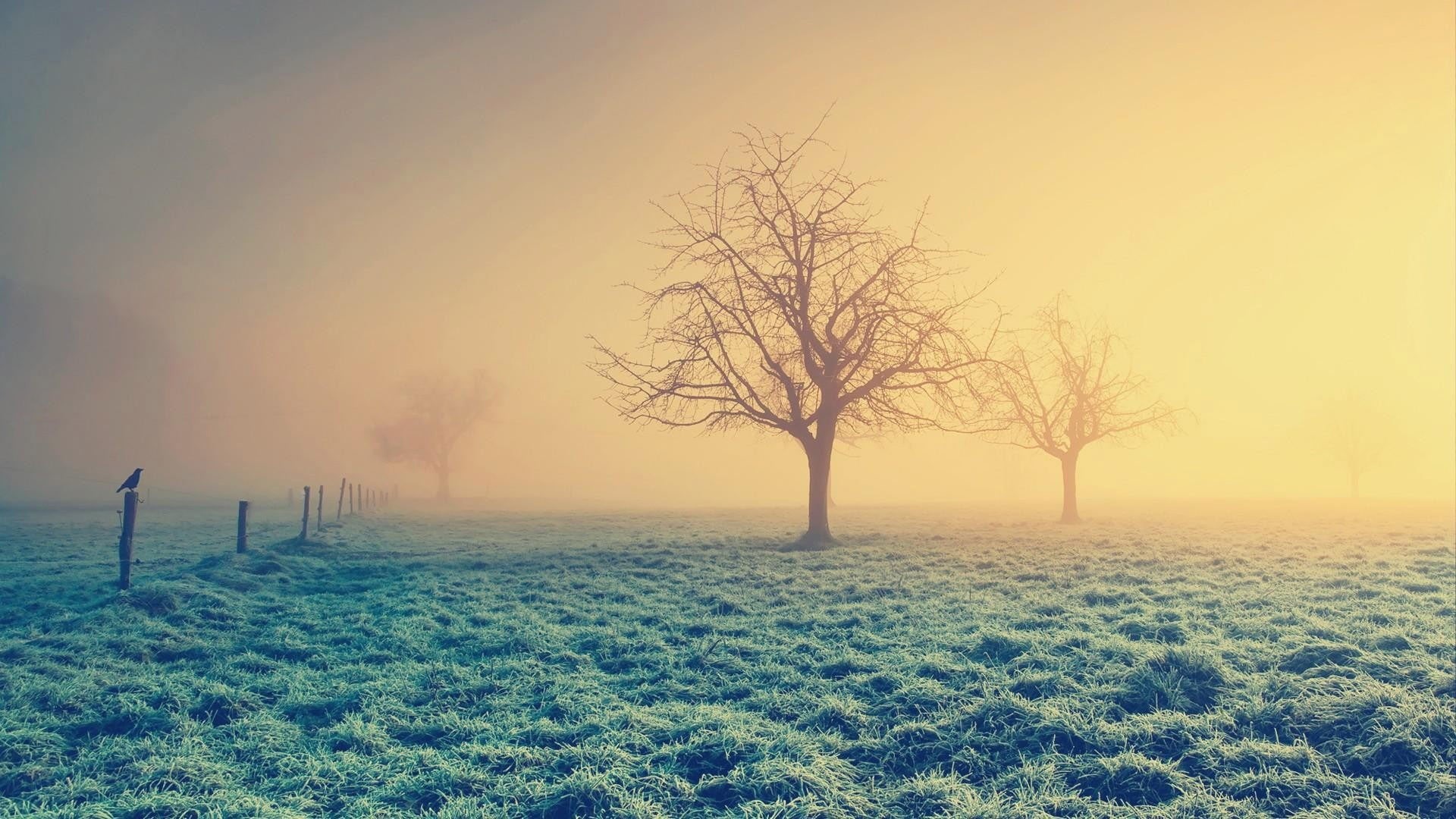 dawn, weather, field, scenics, light - Natural Phenomenon, land, season, winter, sun, 1080P, landscape, cold temperature, sunlight, day, morning, tranquil Scene, HD Wallpaper