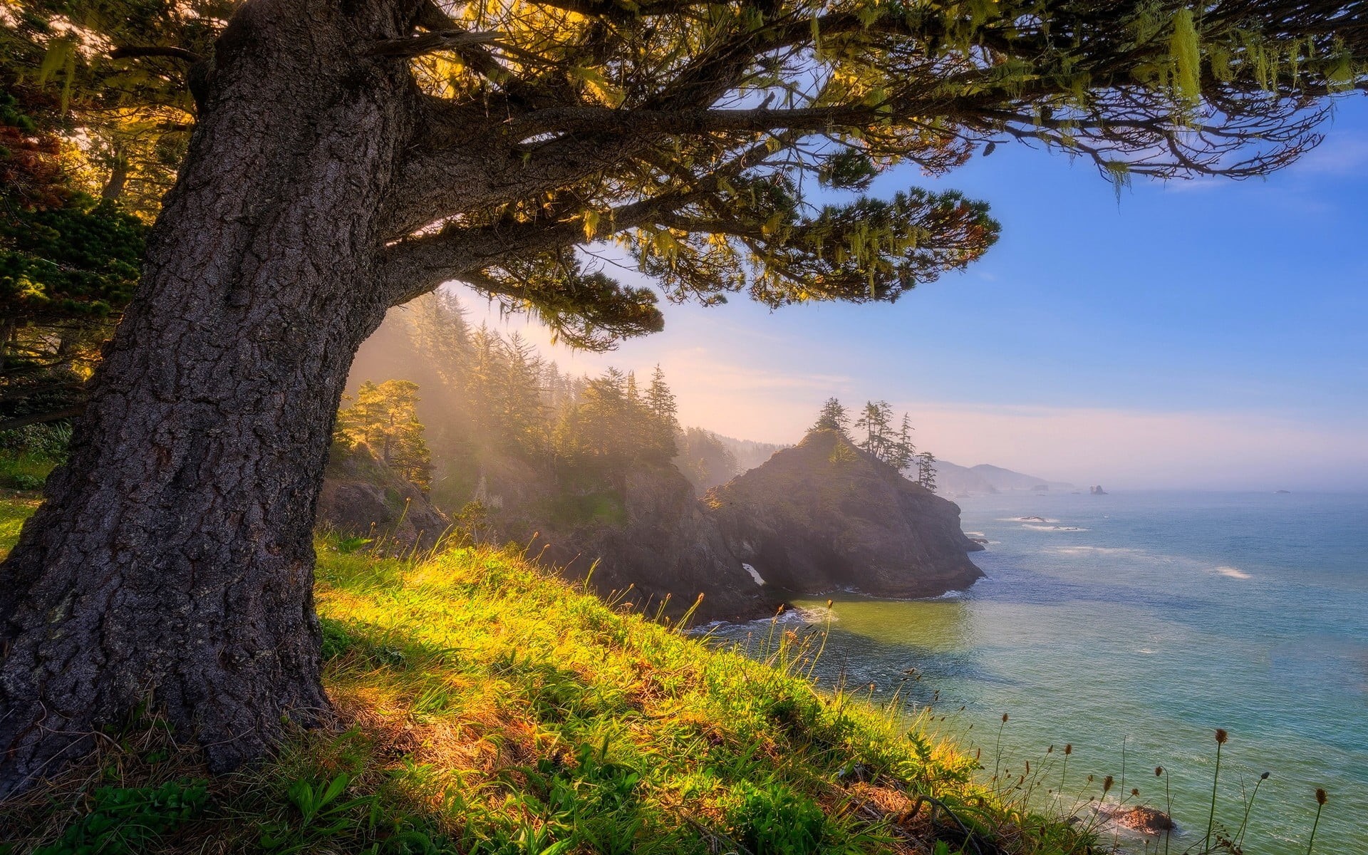 grass, nature, beach, green, forest, plant, land, tranquility, trunk, tranquil scene, scenics - nature, idyllic, 1080P, beauty in nature, tree, landscape, HD Wallpaper