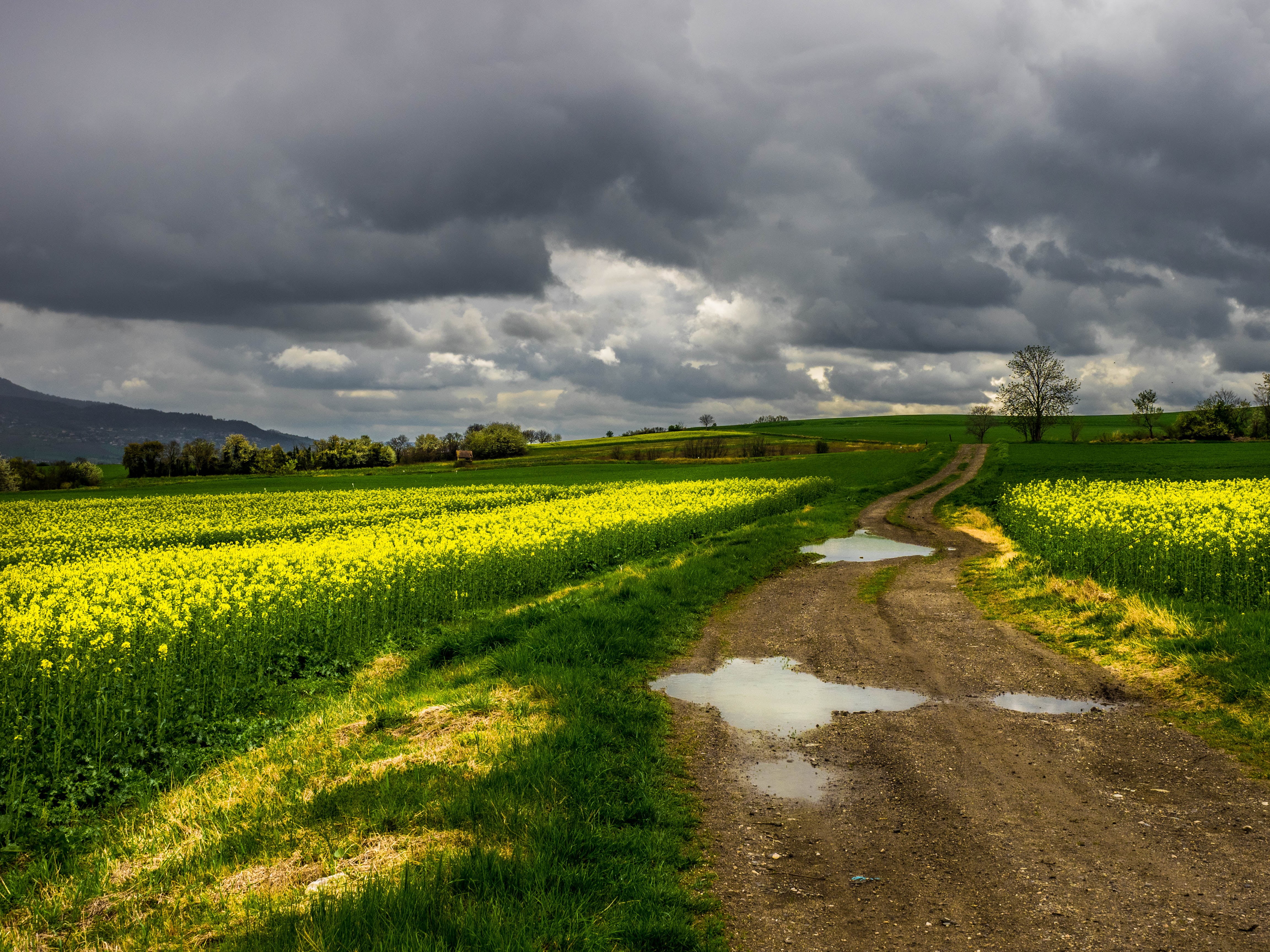 agriculture, rural Scene, green, cloud - Sky, cloudy, scenics, nature, outdoors, sky, springtime, summer, flower, yellow, farm, landscape, field, 4K, meadow, HD Wallpaper