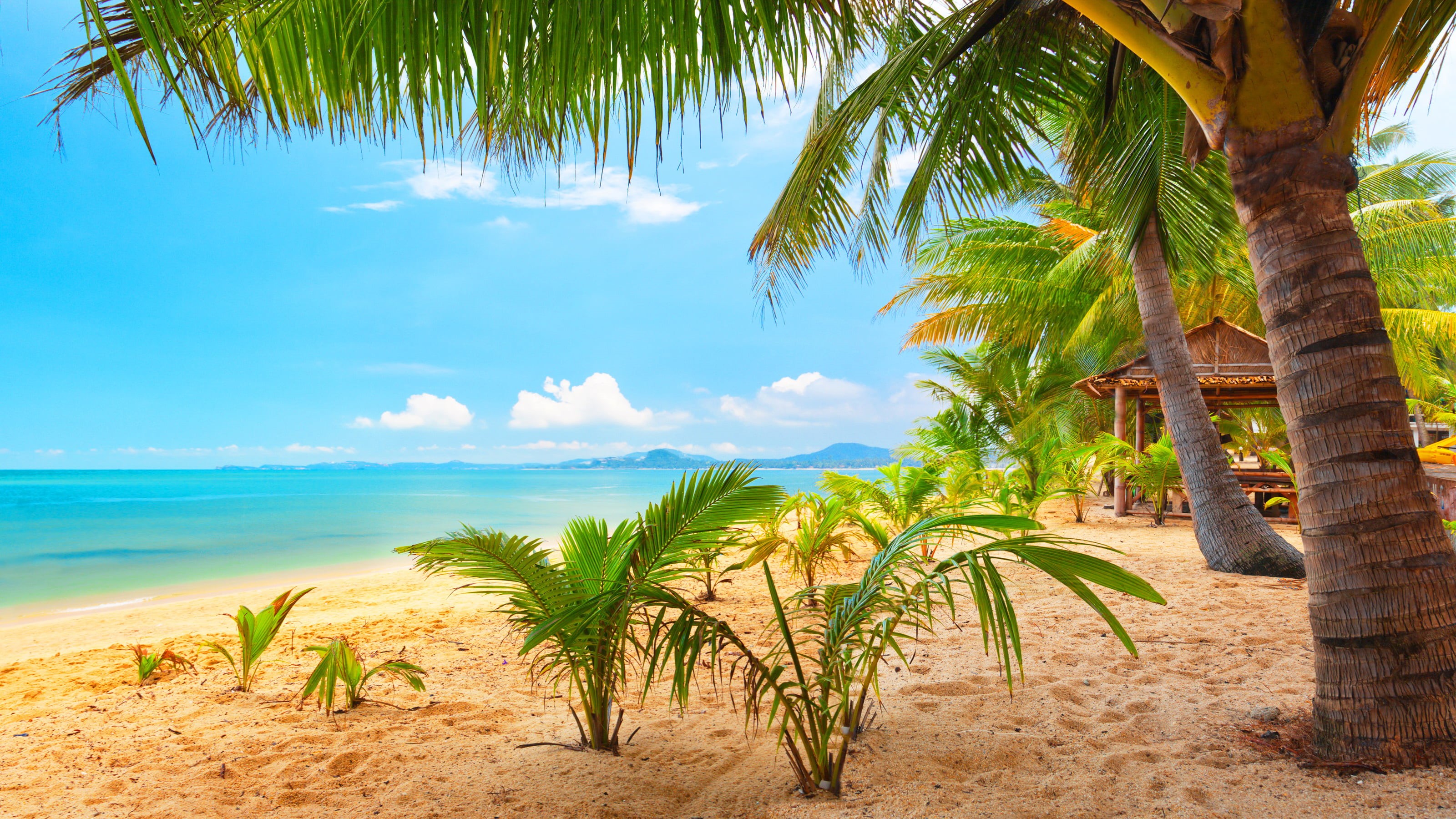 relaxation, sunlight, bungalow, tranquility, clouds, growth, heat - Temperature, scenics, palm, coastline, tropical tree, trees, sun, palm trees, travel, HD Wallpaper