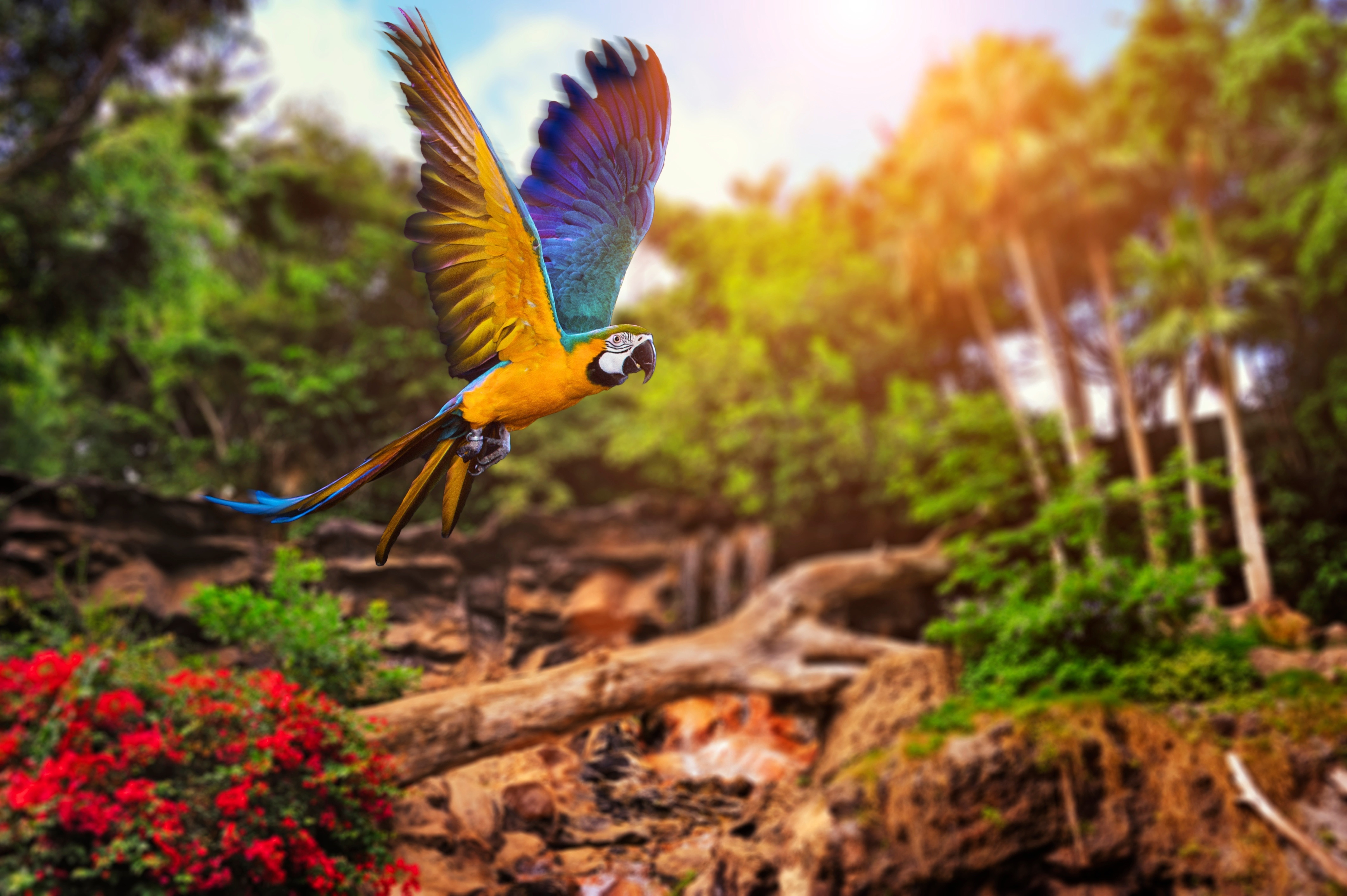 forest, 8K, parrot, nature, birds, HD Wallpaper