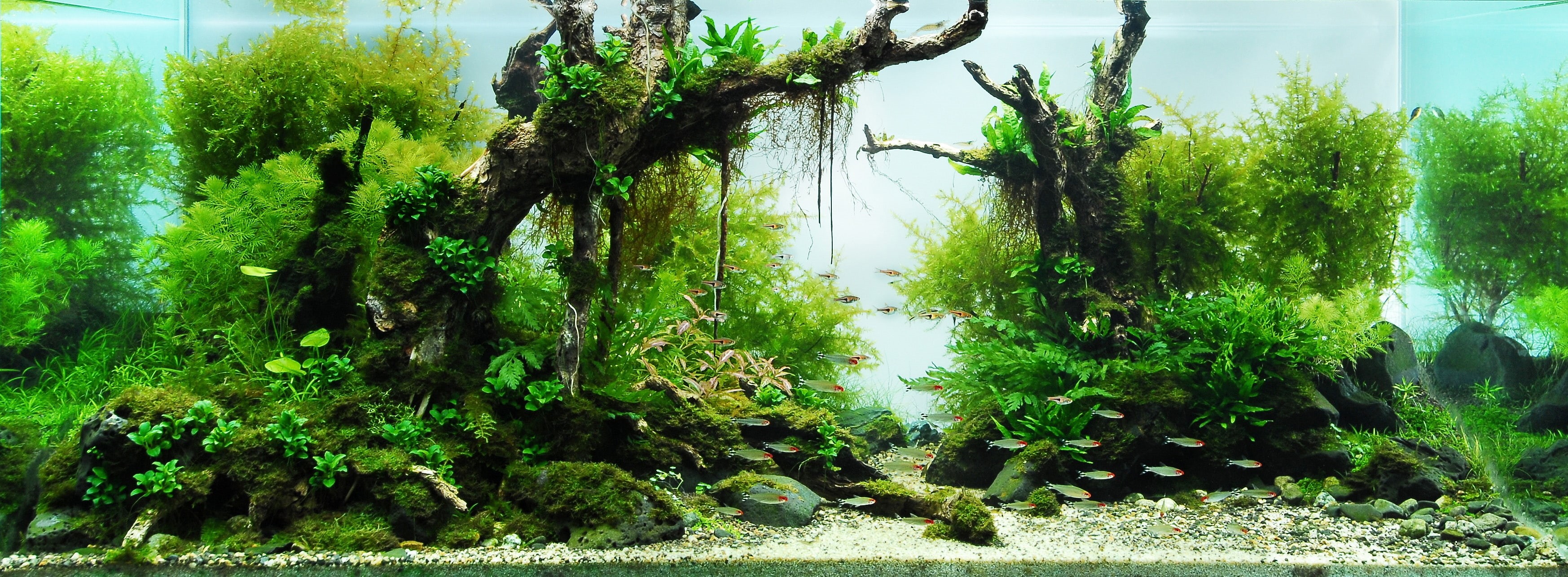 2K, nature, hd, forests, AQUARIUM, art, x, HD Wallpaper