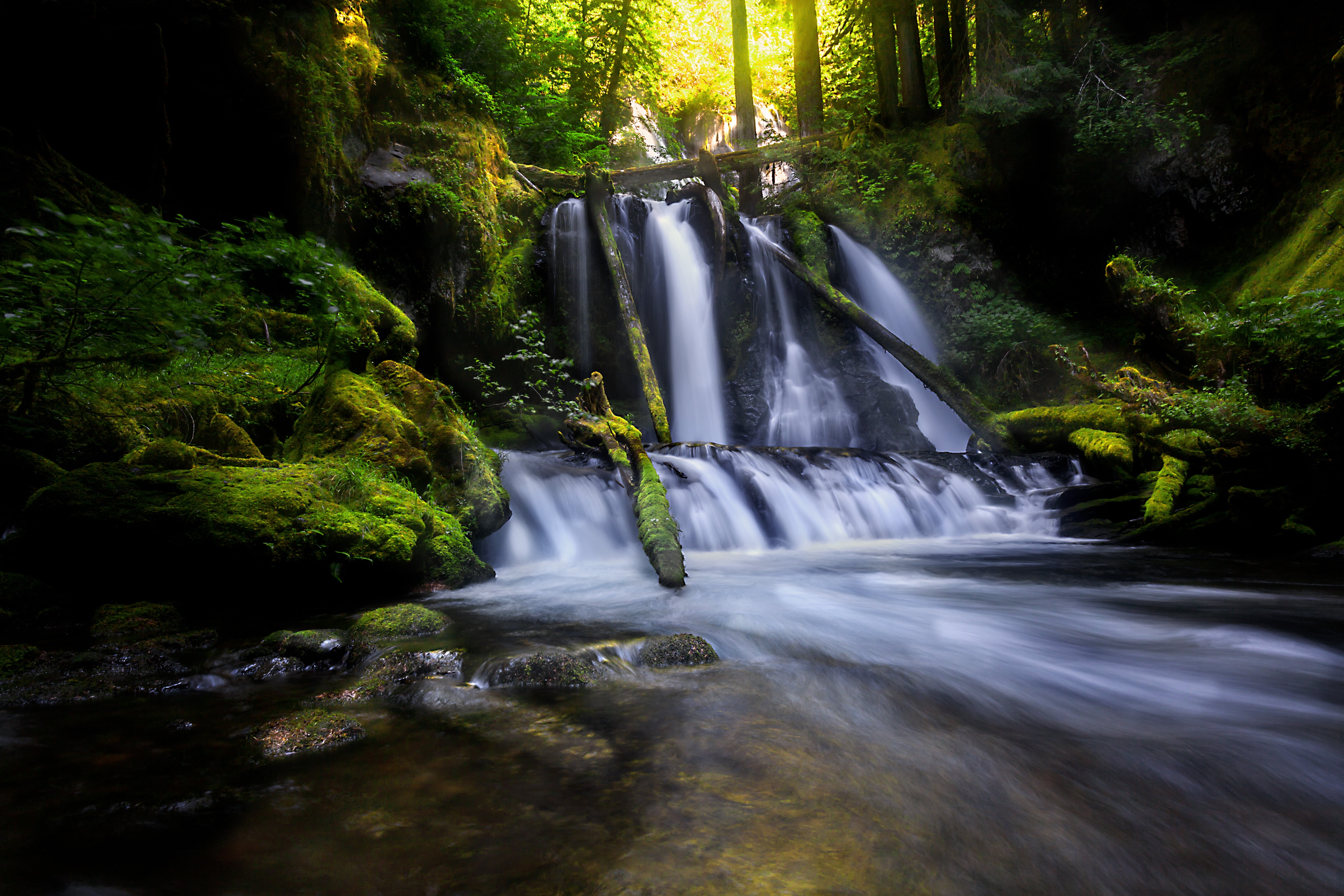 washington, tropical Rainforest, outdoors, nature, landscape, s, leaf, Lower, tree, Panther Creek, river, scenics, waterfall, freshness, falling, beauty In Nature, HD Wallpaper