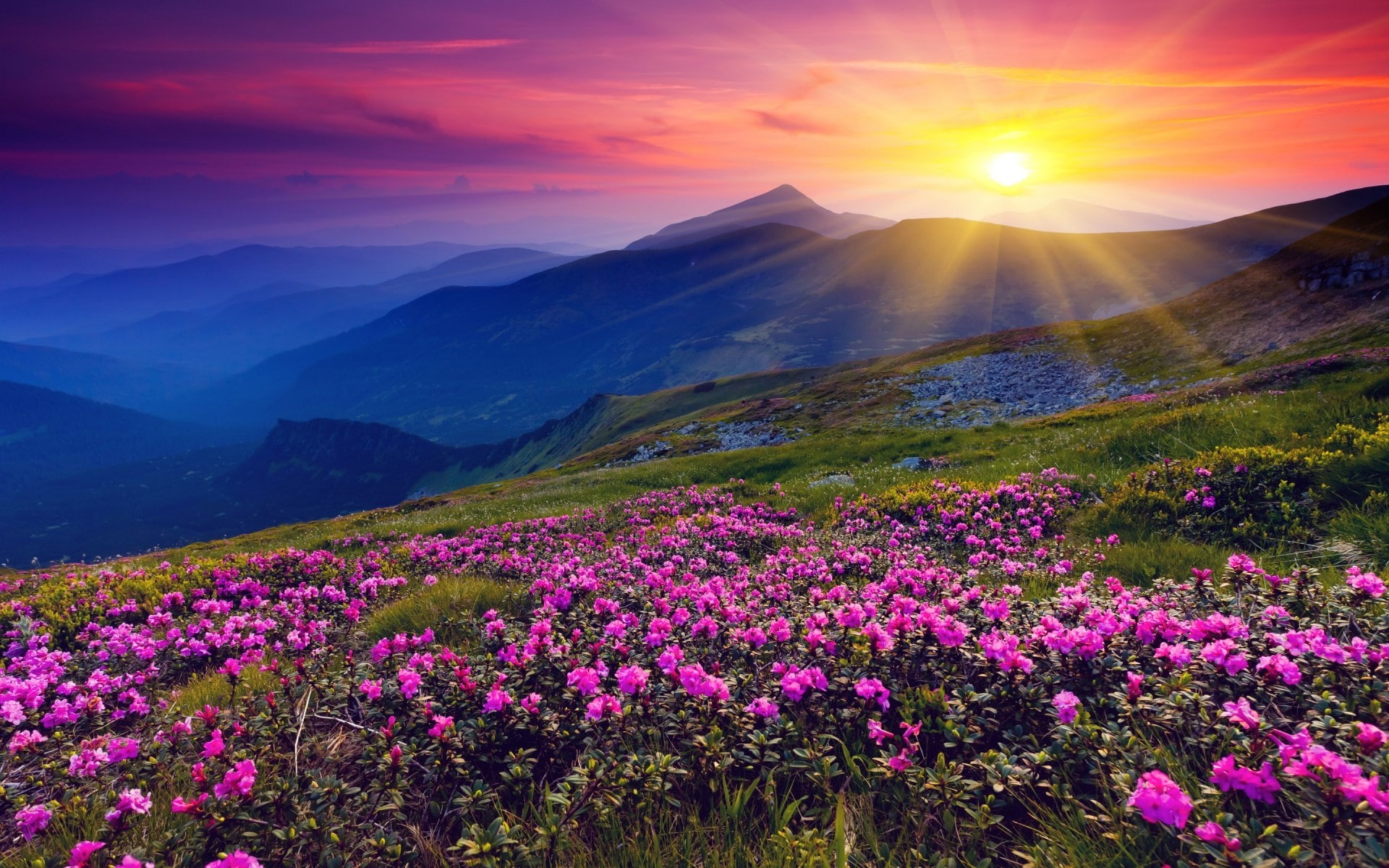 cloud - sky, plant, sunlight, sunbeam, growth, scenics - nature, nature, tranquility, sky, outdoors, lens flare, landscape, no people, sunset, purple, beauty in nature, HD Wallpaper