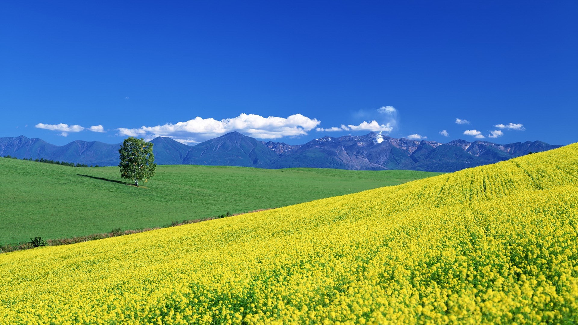 1080P, hd image of nature for pc 1920x1080, HD Wallpaper