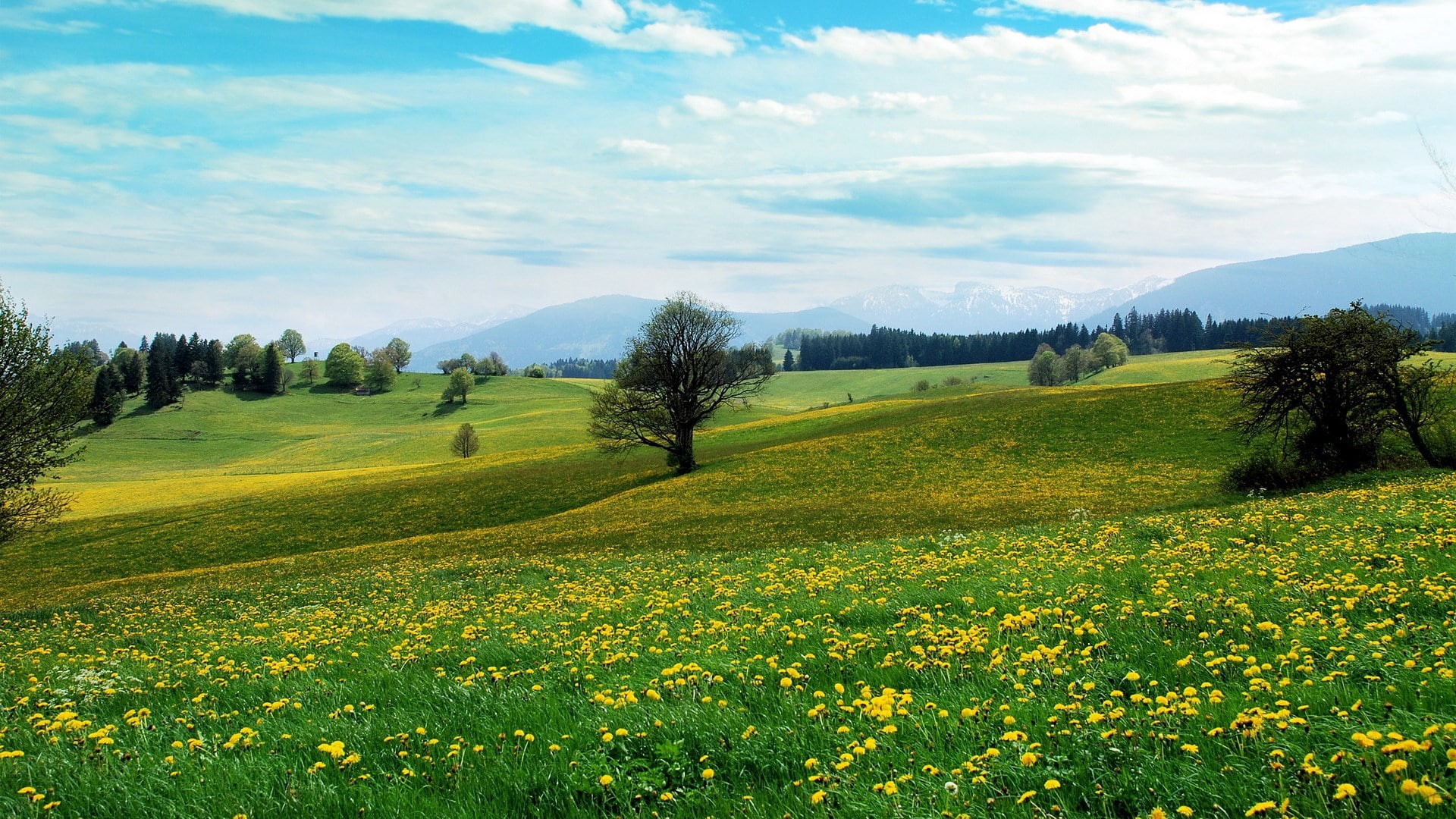 field, beauty in nature, scenics - nature, no people, growth, flowering plant, tree, sky, cloud - sky, day, green color, landscape, tranquil scene, 1080P, HD Wallpaper