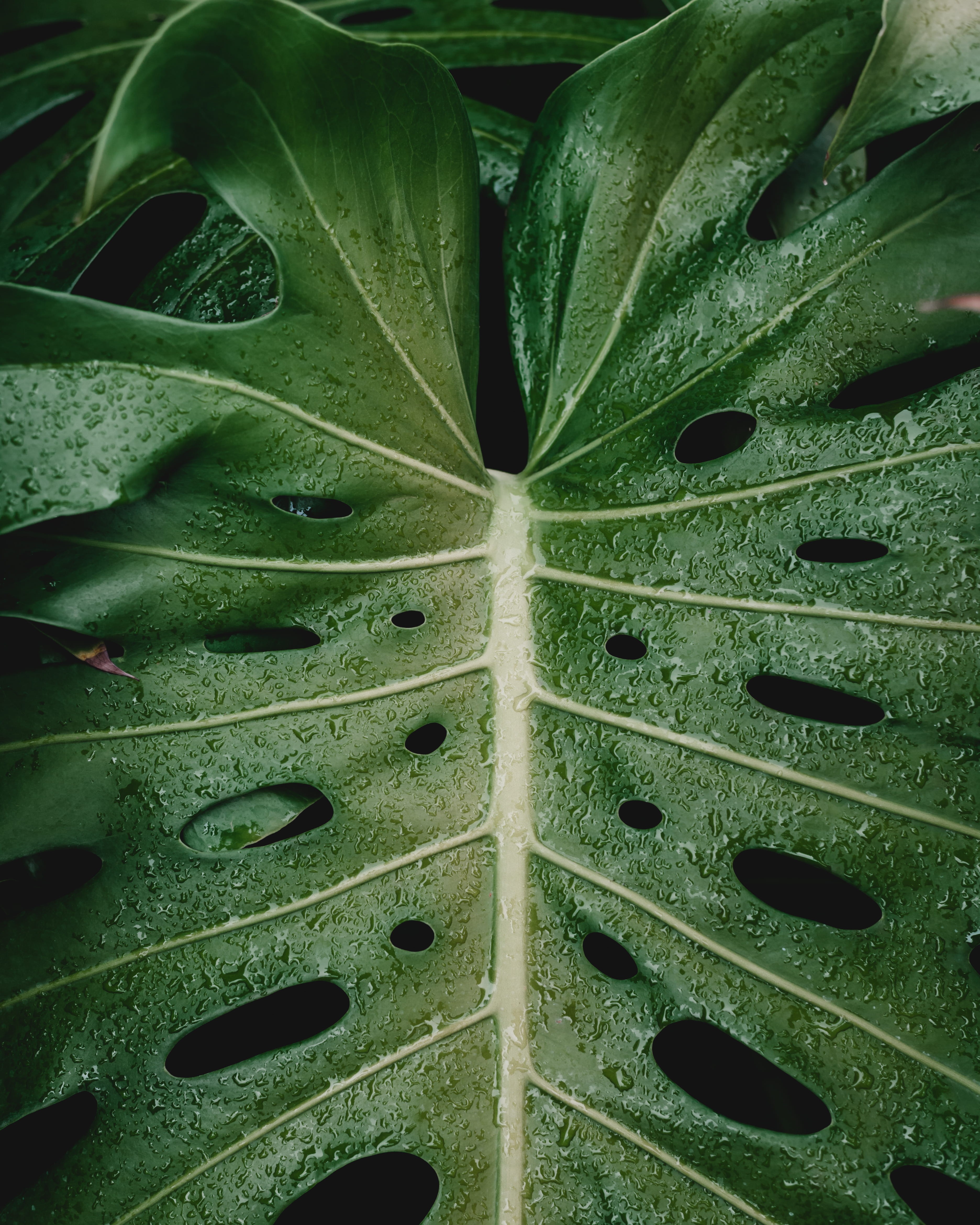outdoors, botanical, texture, rain, leaves, field, land, pattern, photo, no people, green color, holes, monstera leaf, droplet, green, plant, backgrounds, Phone HD Wallpaper