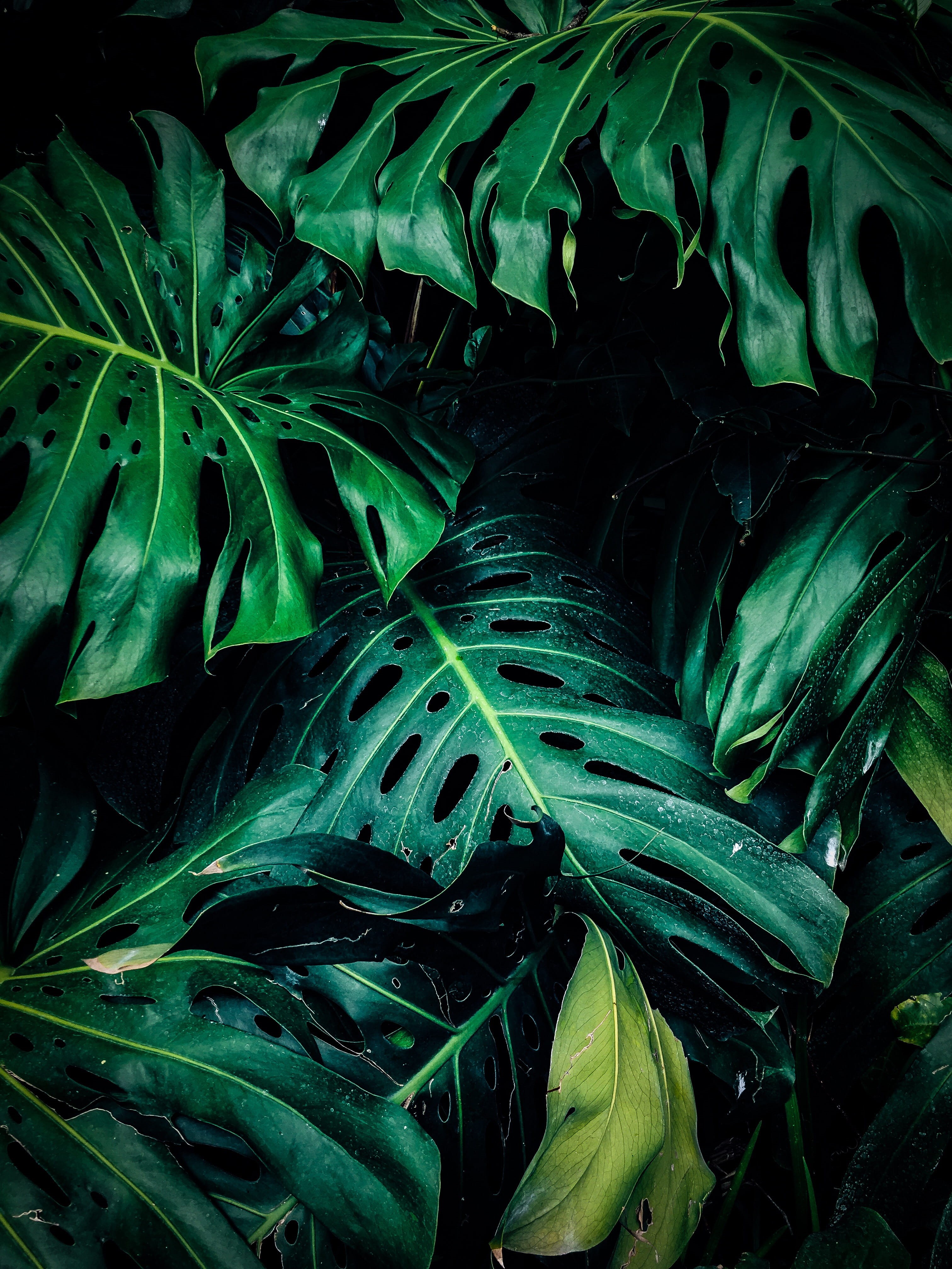 food, wellbeing, freshness, backgrounds, leaves, still life, garden, vegetable, monstera, green, texture, Monstera deliciosa, plant part, vegetarian food, Phone HD Wallpaper