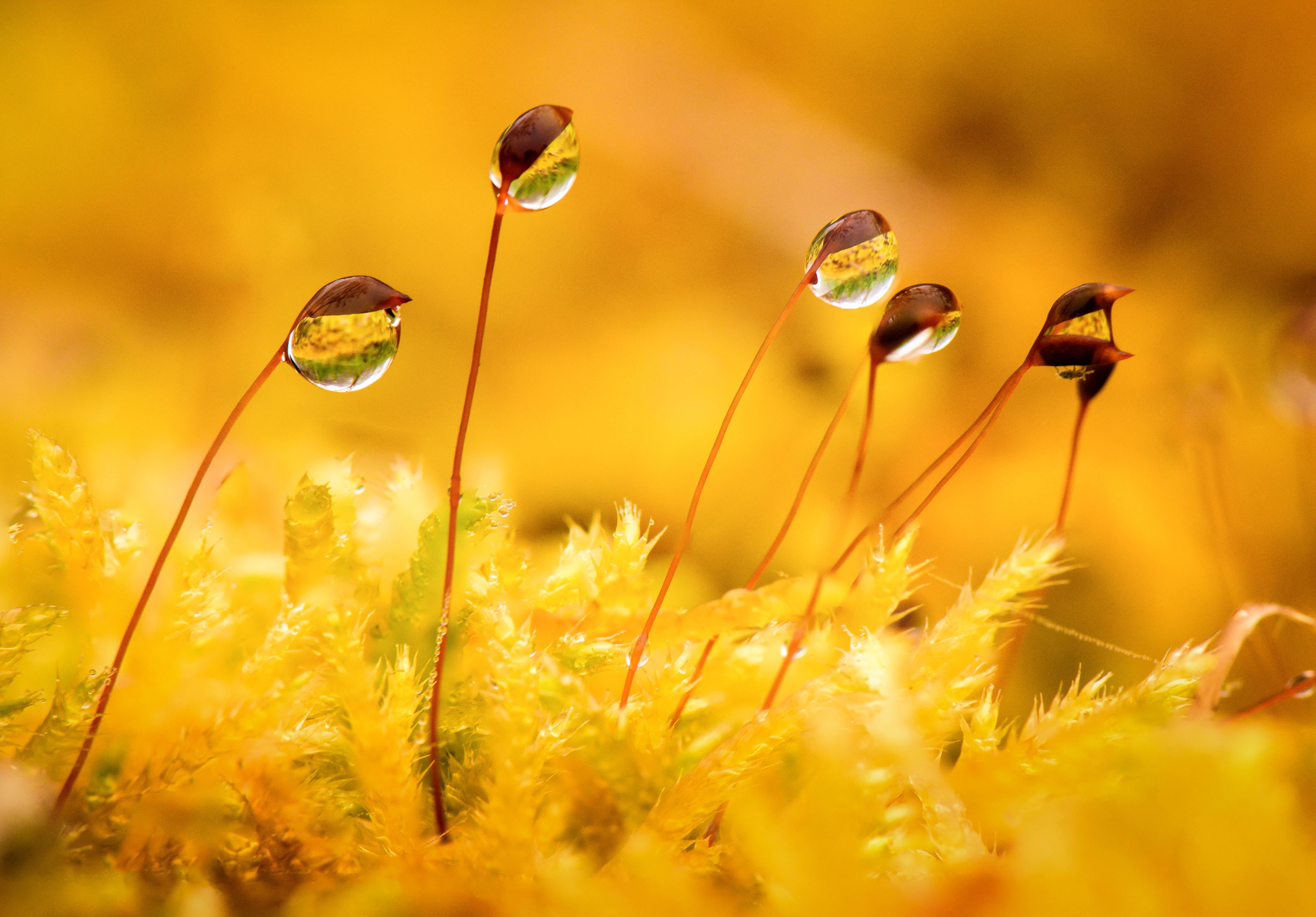 beauty In Nature, outdoors, leaf, green, meadow, Taiwan, leaves, springtime, Trees, Landscapes, green Color, Taidong, yellow, 5K, dew, Close-up, drop, HD Wallpaper