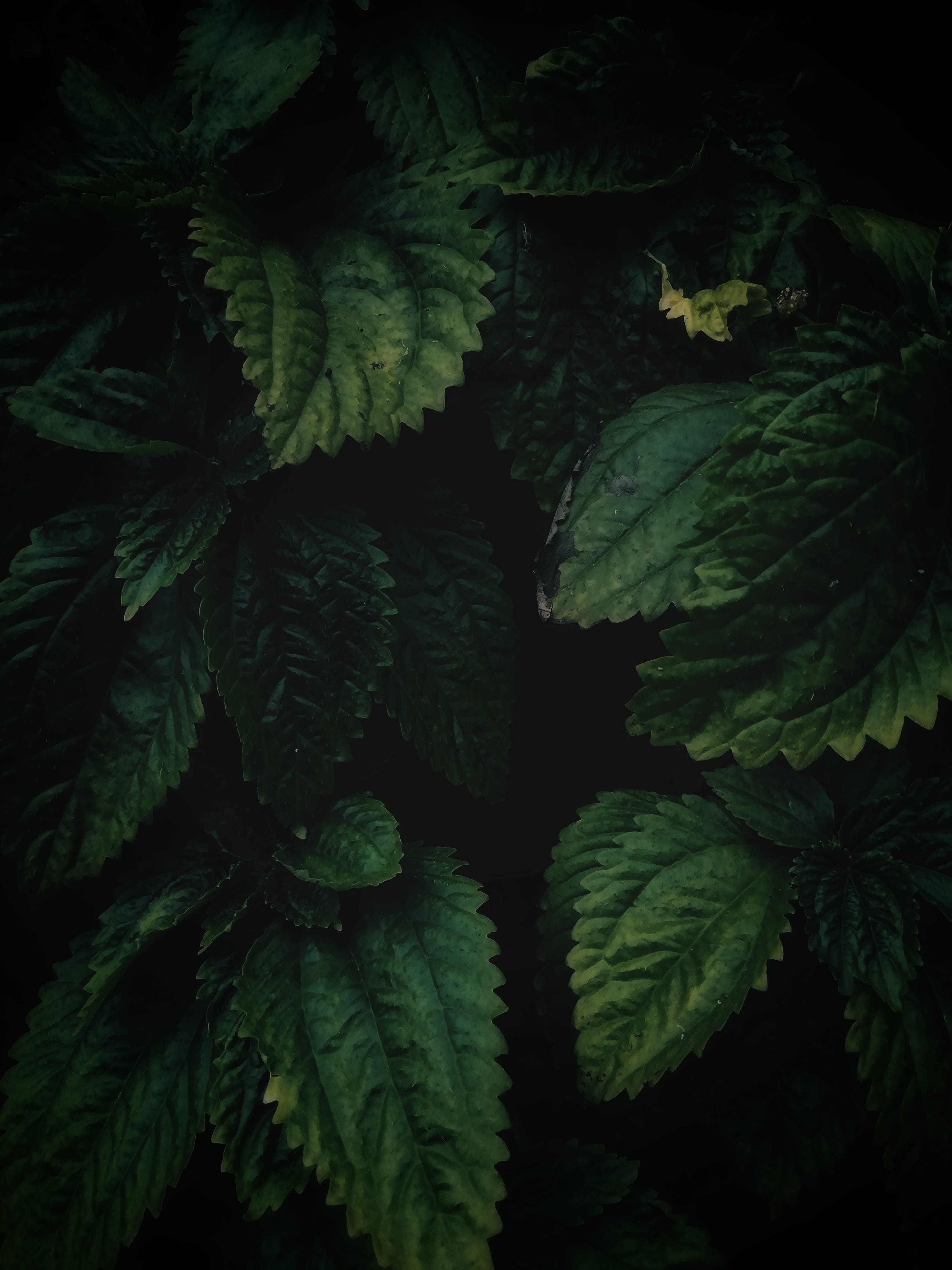 day, lush, flora, tree, outdoors, food and drink, leaf, environment, no people, texture, selective focus, plant part, garden, green color, houseplant, growth, Phone HD Wallpaper