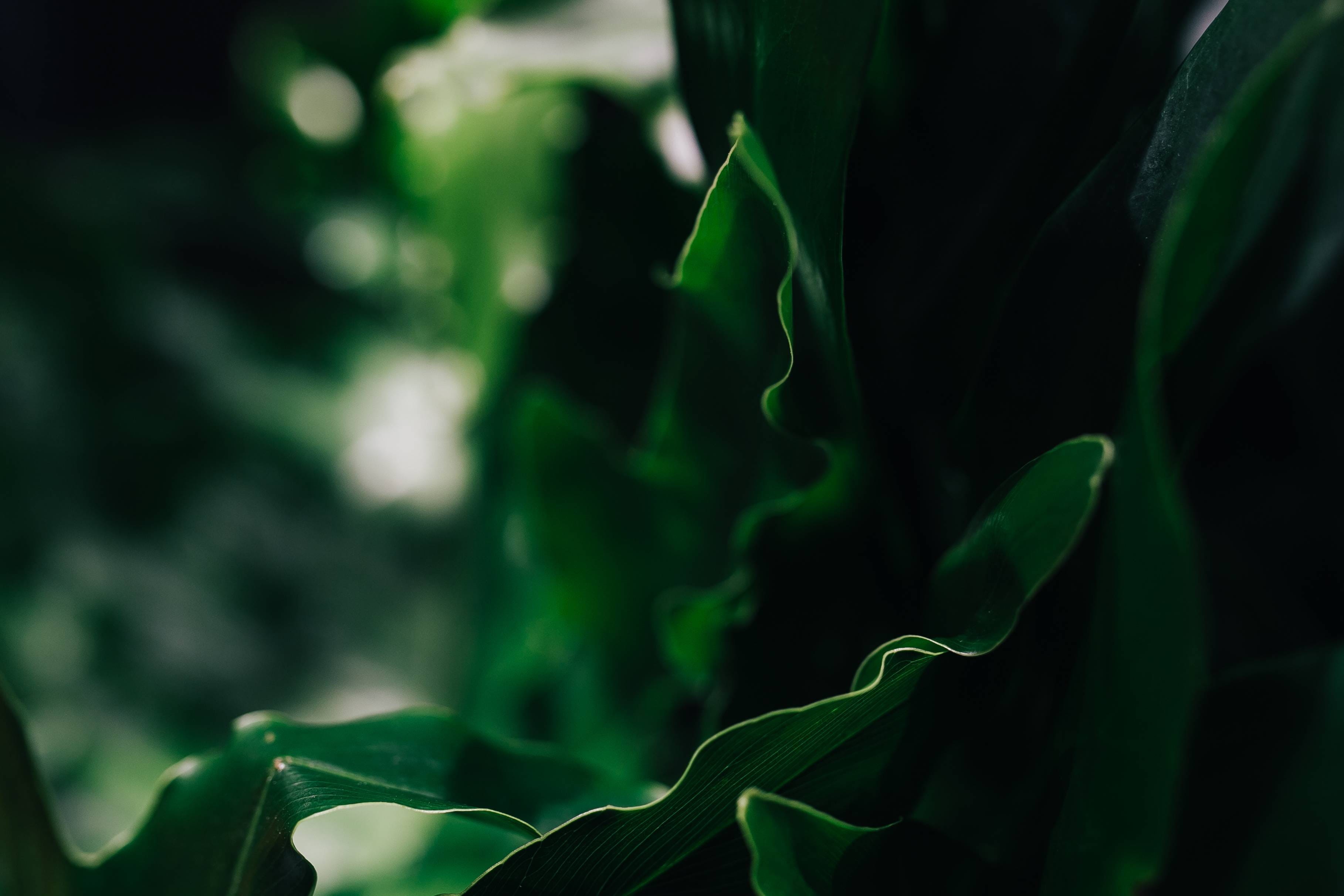 backgrounds, freshness, selective focus, land, plant part, plant, abstract, focus on foreground, flower, green Color, growth, 2K, Close-ups, close-up, HD Wallpaper