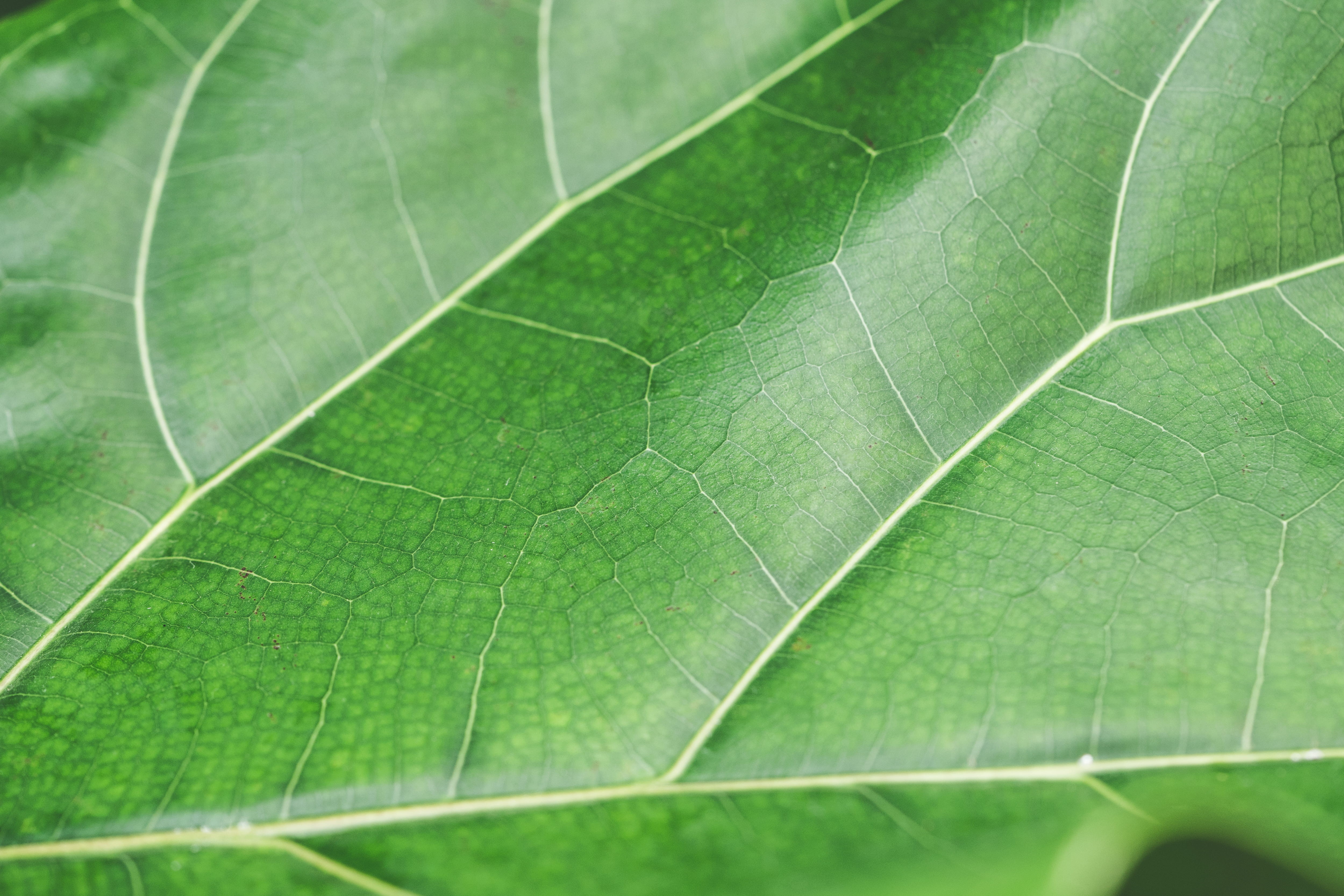 textured effect, close-up, pattern, macro, extreme close-up, Structure, leaves, botany, Background, 4K, plant part, abstract backgrounds, leaf, outdoors, HD Wallpaper