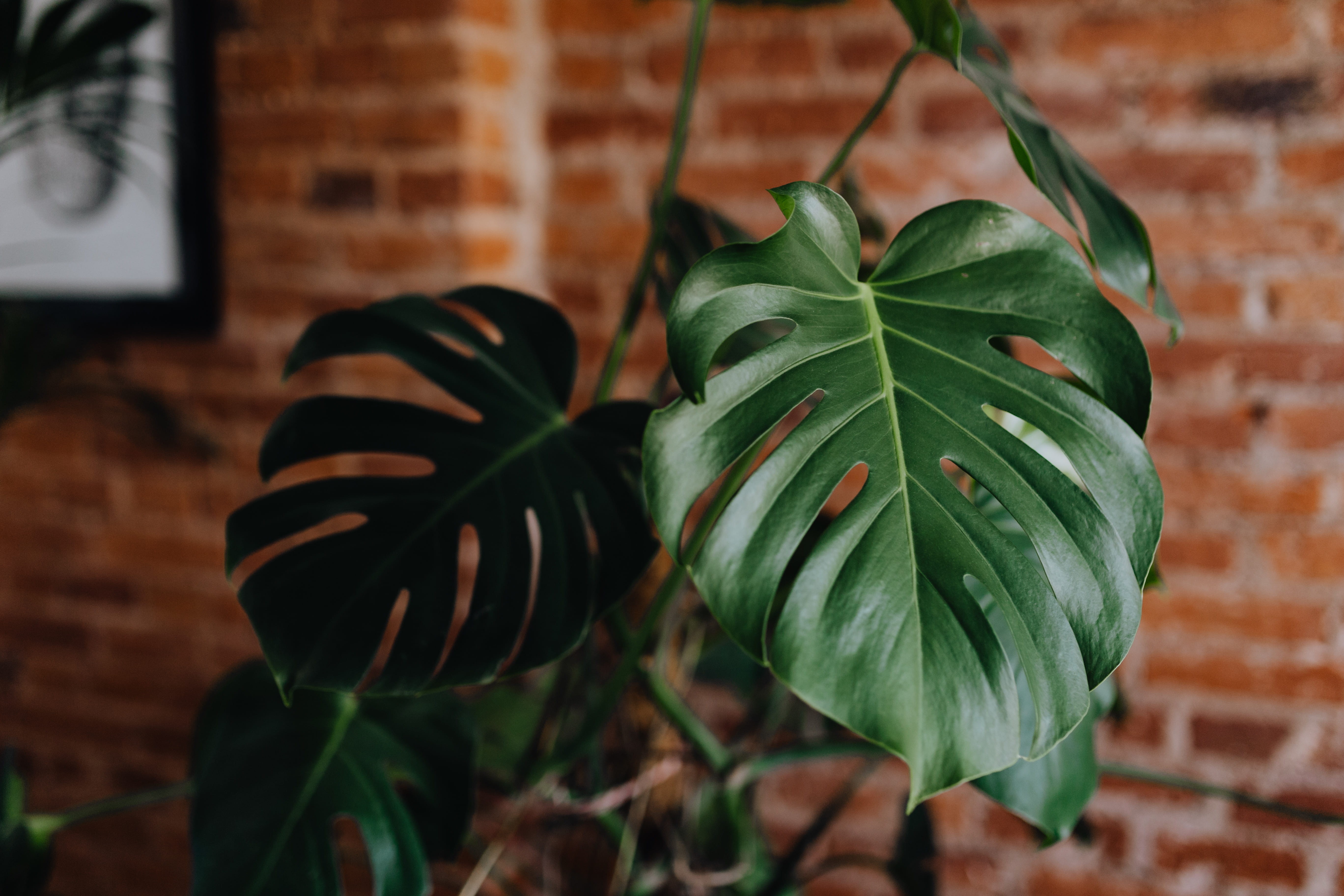 home, houseplant, focus on foreground, green, green color, plant part, interior, no people, close-up, leaves, brick wall, outdoors, growing, tropical, brick, HD Wallpaper
