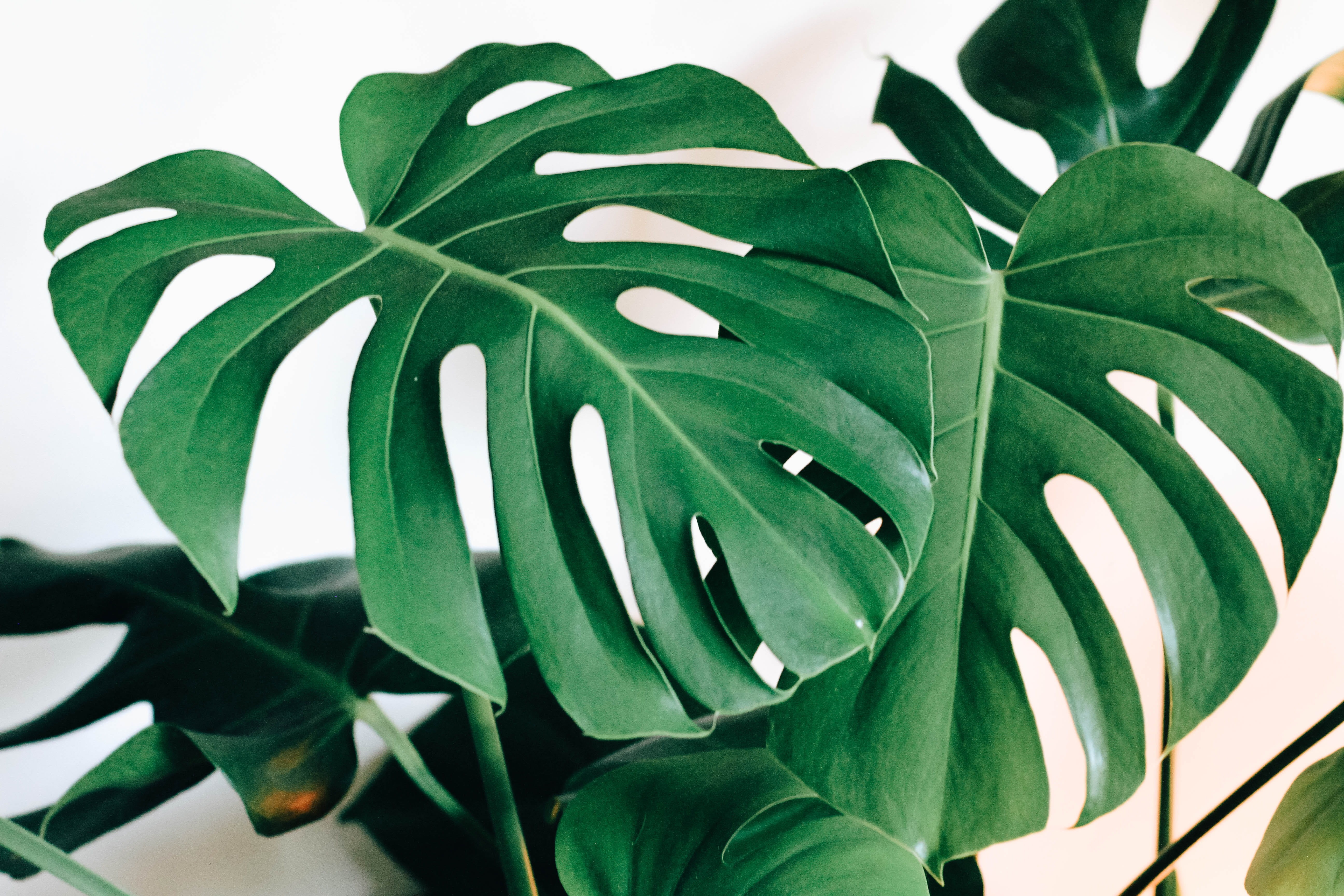 background, focus on foreground, minimal, monstera, growth, tree, white, araceae, no people, green, green color, greenery, food, plant part, vulnerability, HD Wallpaper