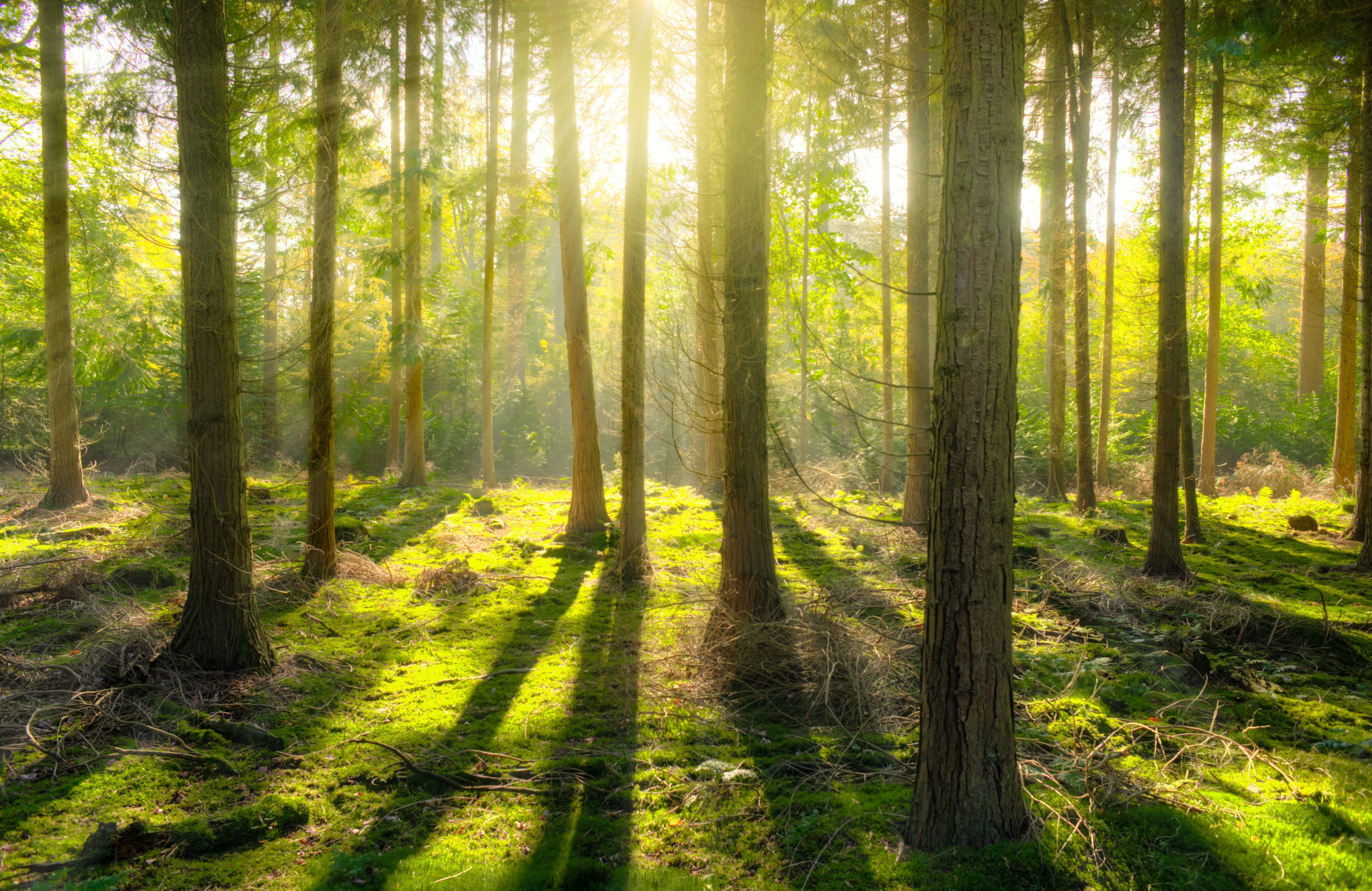 non-urban scene, scenic, scenics - nature, woods, tranquil scene, sunlight, scenery, no people, coniferous tree, tree trunk, trunk, land, outdoors, growth, HD Wallpaper