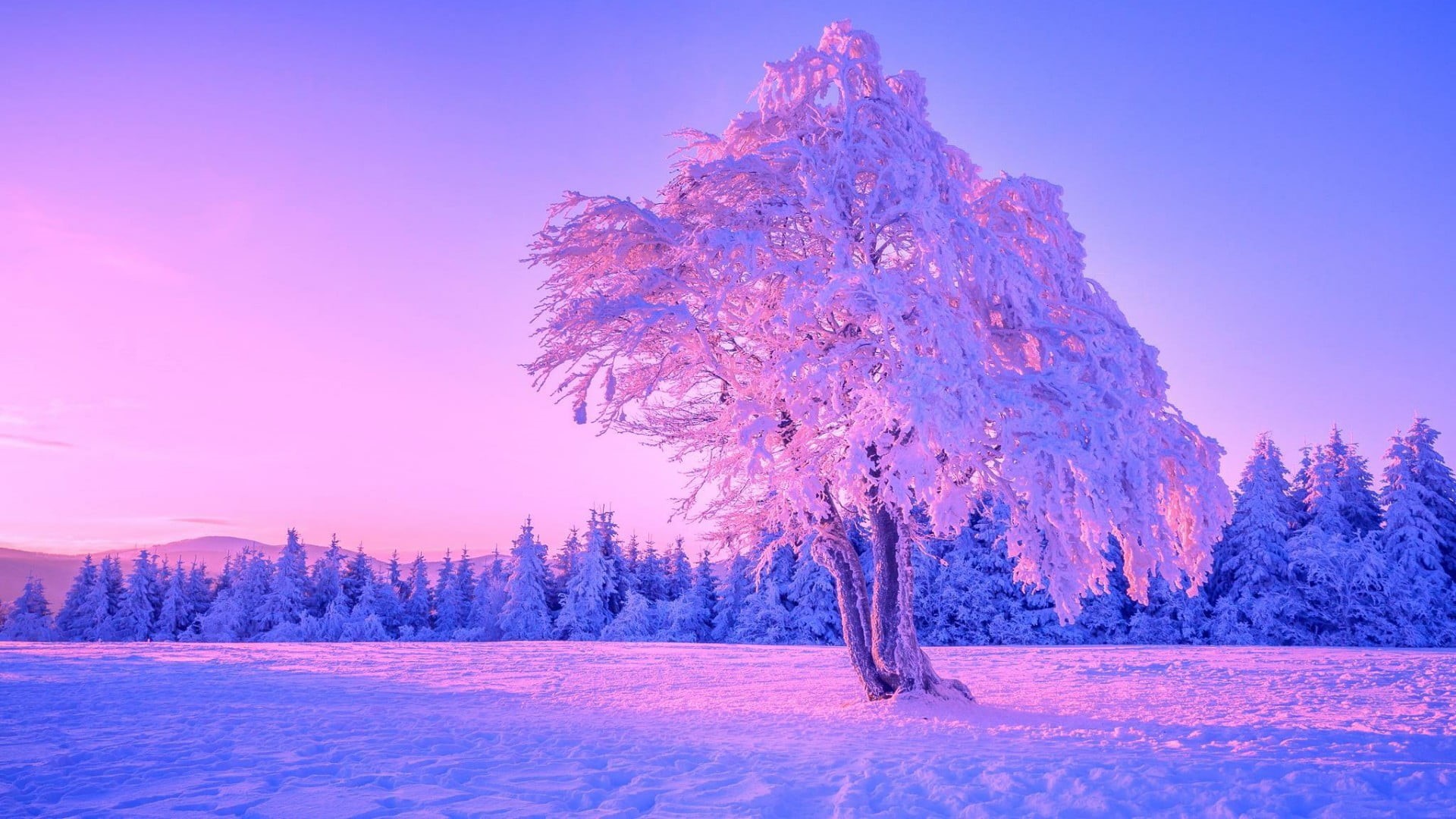 woodland, nature, lone tree, snowfield, beauty in nature, snow, winter, tree, purple, no people, pine tree, lonely tree, plant, coniferous tree, tranquil scene, HD Wallpaper