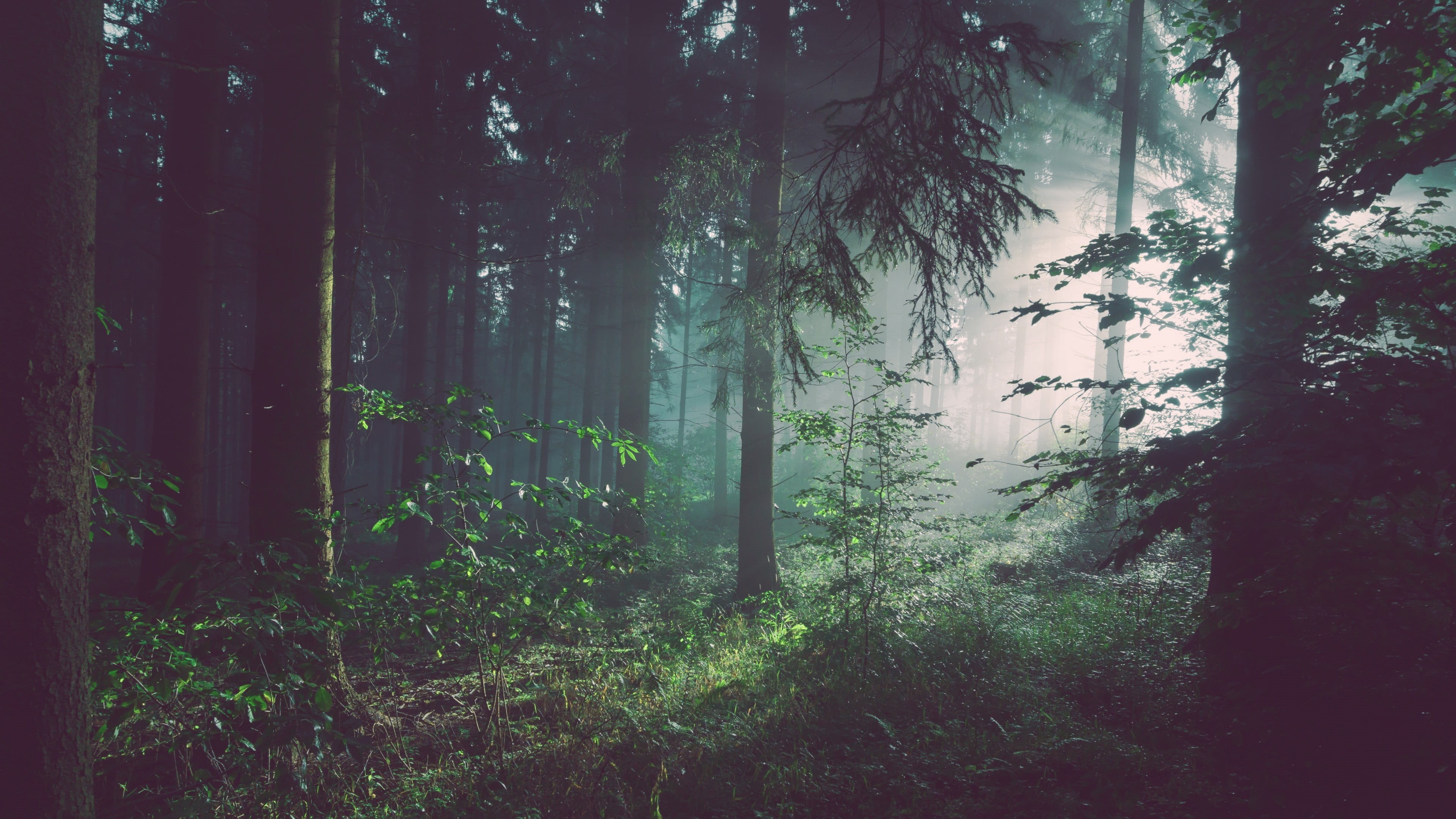 4K, rural Scene, dark, sun rays, scenics, branch, nature, day, environment, land, spooky, no People, green Color, horror, magic, plant, summer, morning, HD Wallpaper