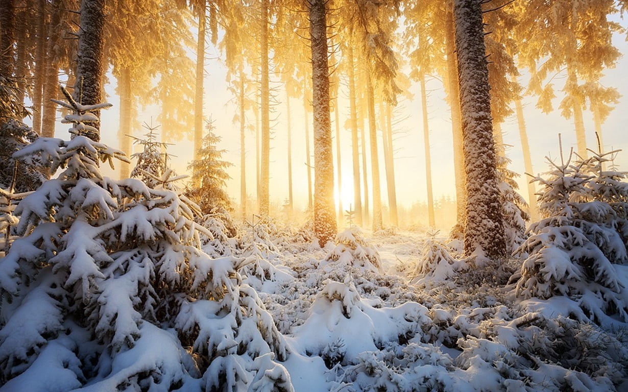trees, covering, landscape, mist, sunlight, winter, beauty in nature, snowcapped mountain, tree, tranquility, snow, pine tree, yellow, land, cold, woodland, HD Wallpaper