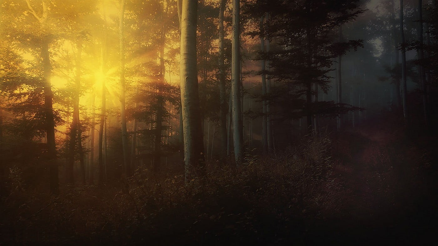 landscape, plant, forest, idyllic, shrubs, tranquil scene, sunlight, lens flare, painting, 720P, no people, nature, sun rays, mist, beauty in nature, scenics - nature, HD Wallpaper