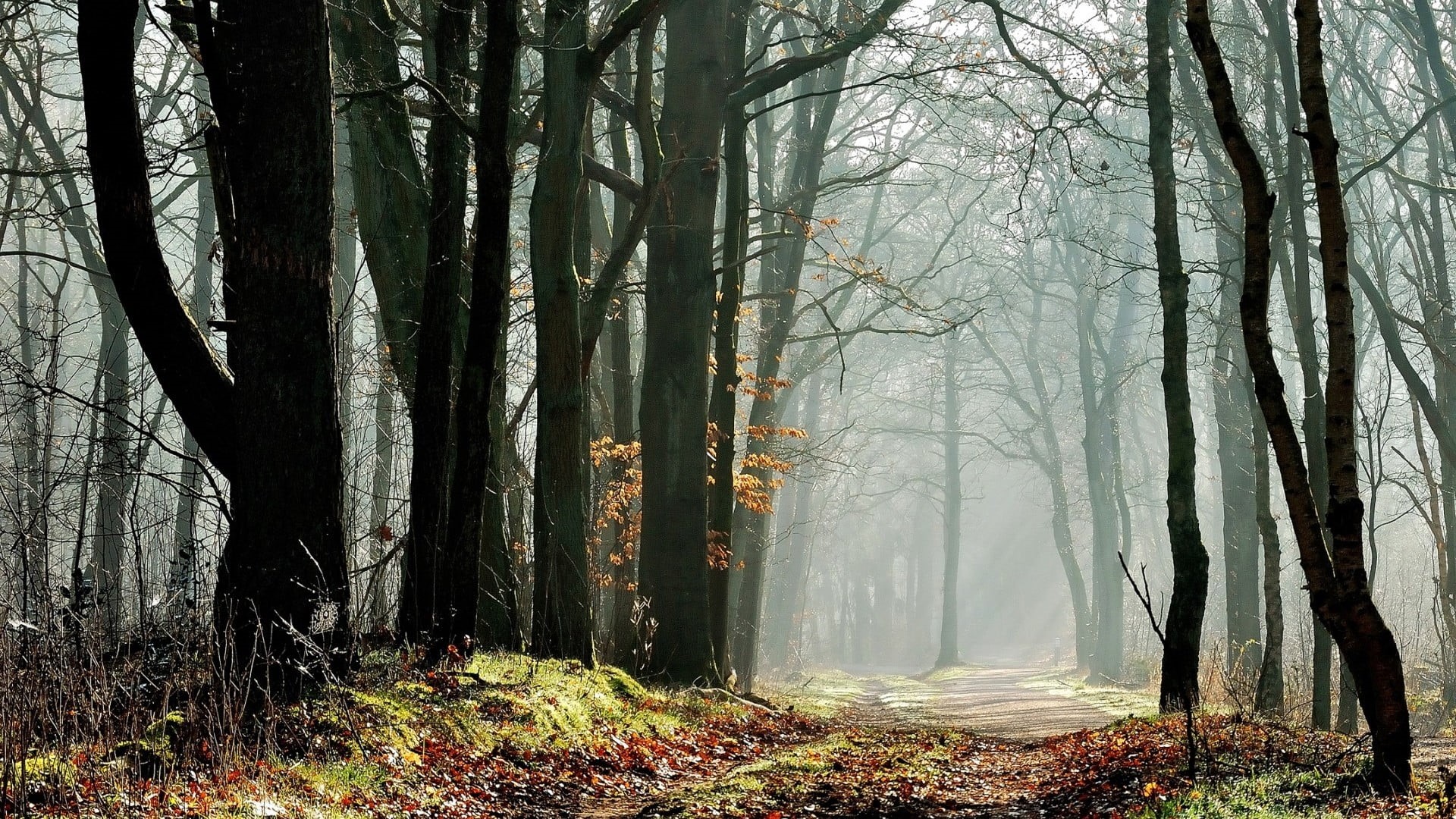 environment, path, tree trunk, leaves, sun rays, woodland, nature, green Color, horror, light - Natural Phenomenon, growth, day, season, non-Urban Scene, HD Wallpaper