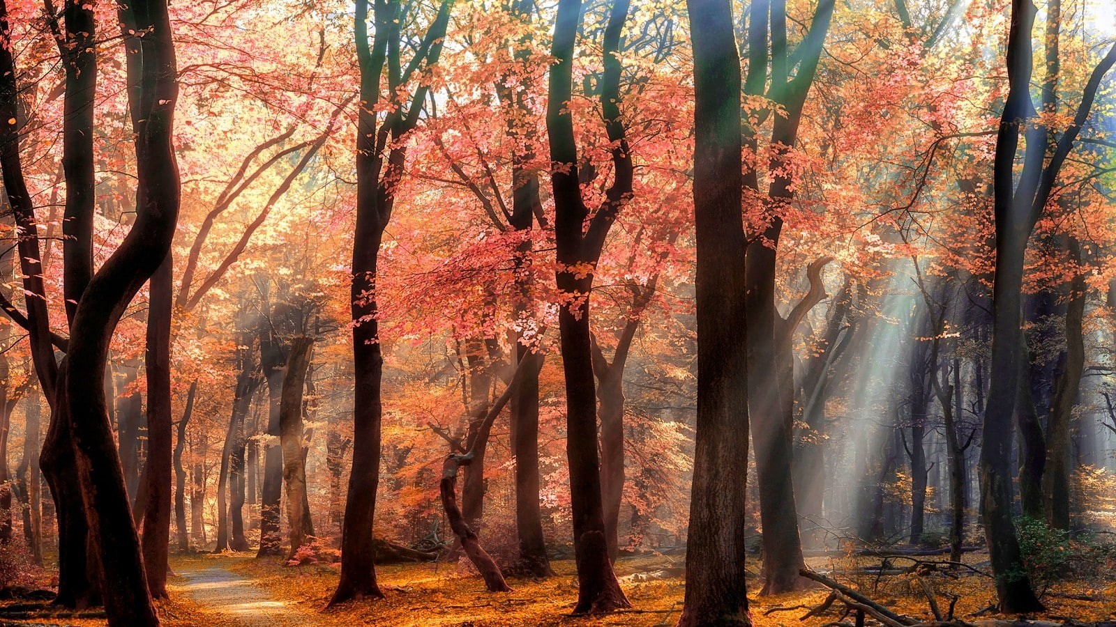 blossoms, flowers, sunlight, leaves, 720P, nature, sun rays, trees, mist, path, landscape, park, spring, HD Wallpaper