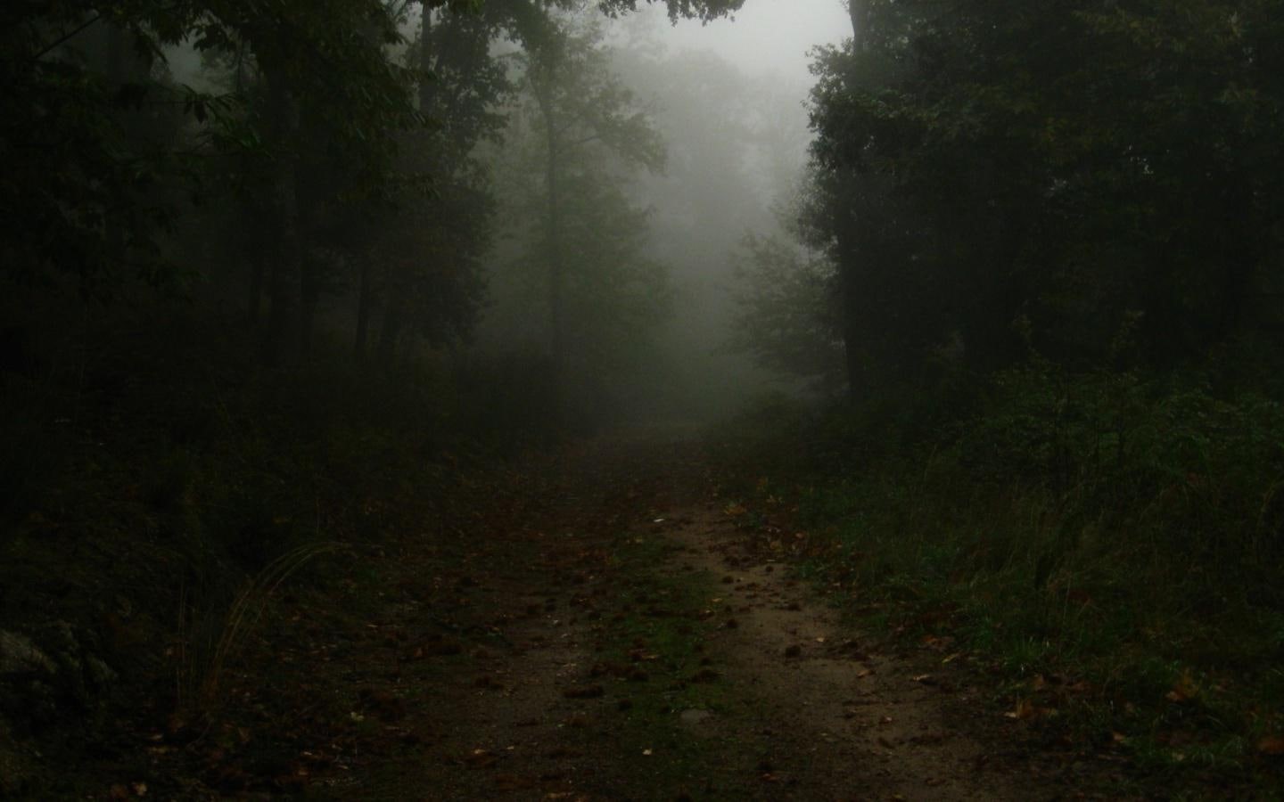 hd, 720P, dark forest, forest, calm, dark, 1440x900, HD Wallpaper