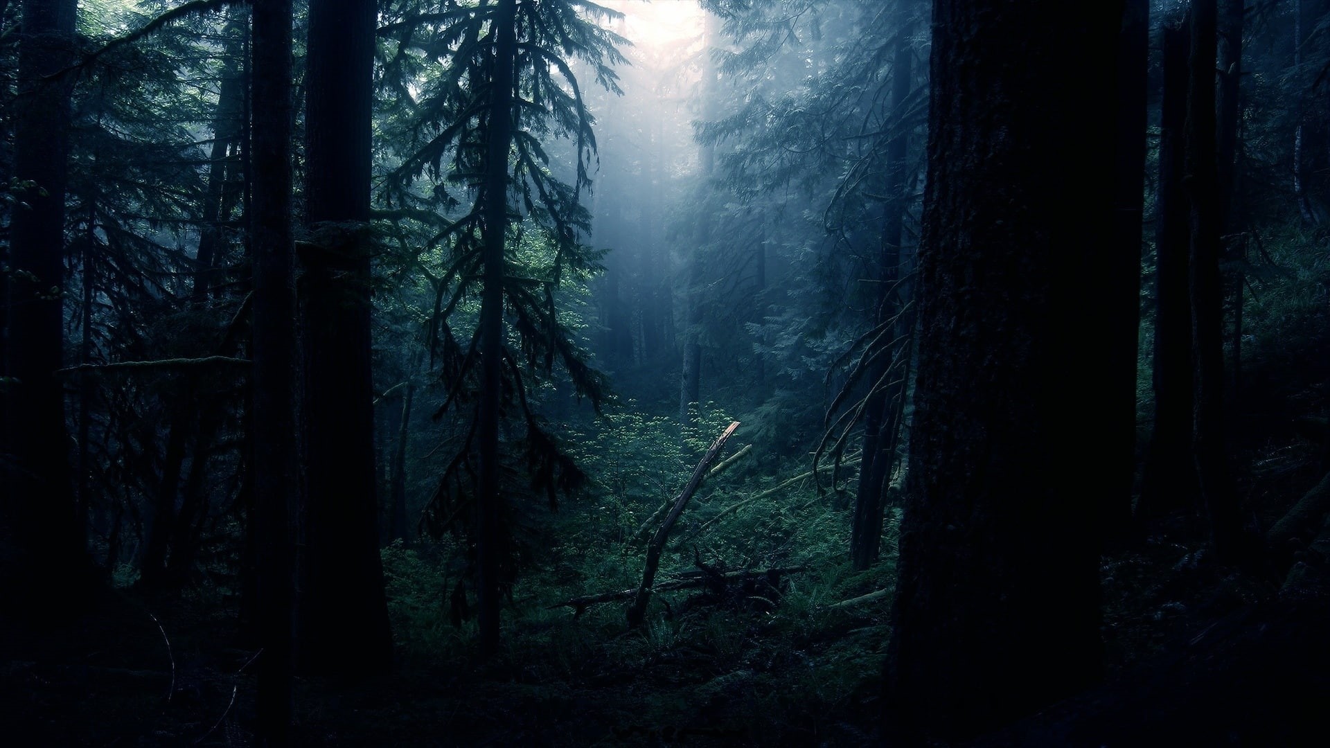 hd, trees, 1080P, nature, forest, photo, dark, HD Wallpaper