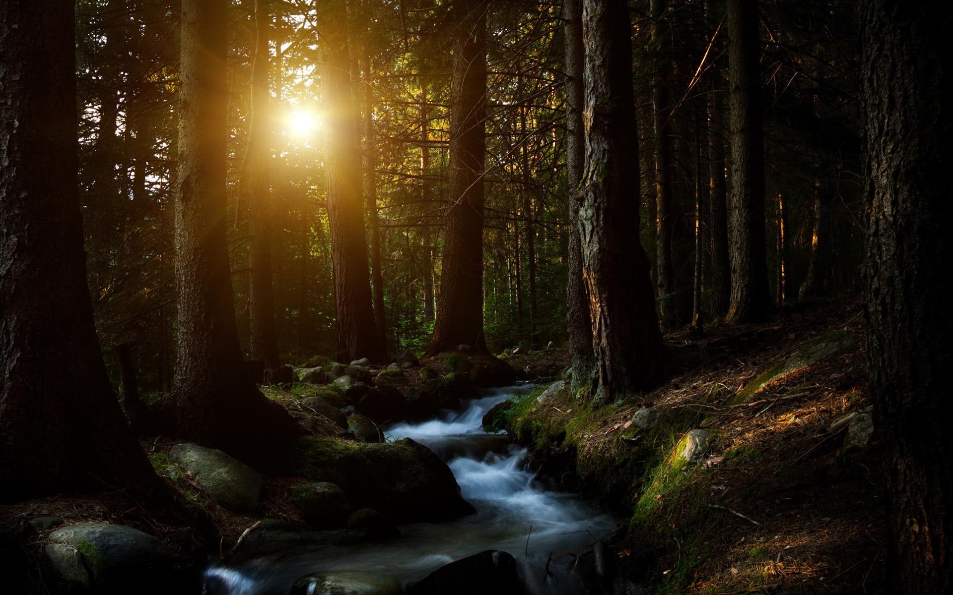 dark, trees, forest, hd, dark forest, cool, 1080P, 1920x1200, HD Wallpaper
