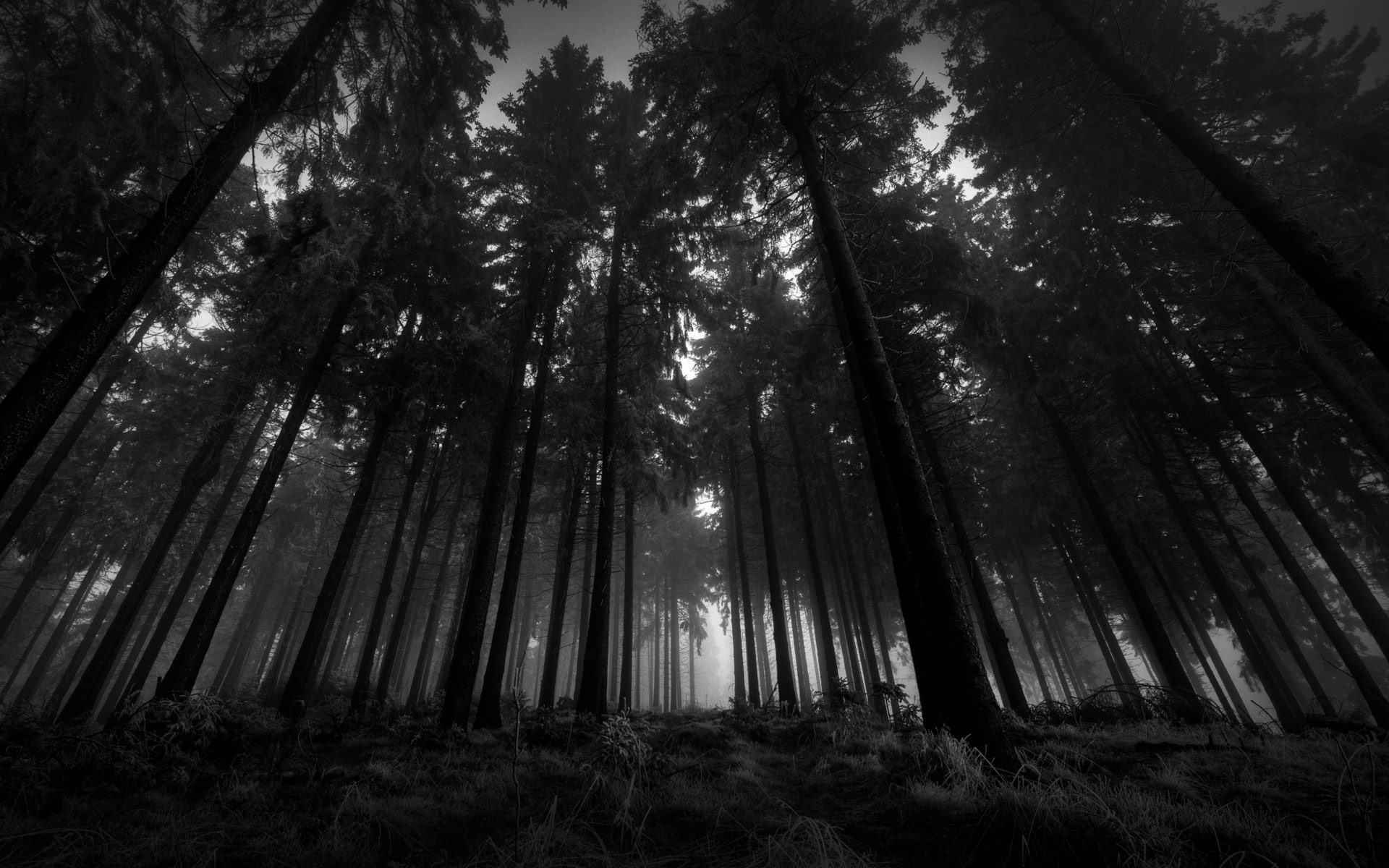 bw, 1080P, forest, dark, trees, nature, hd, HD Wallpaper