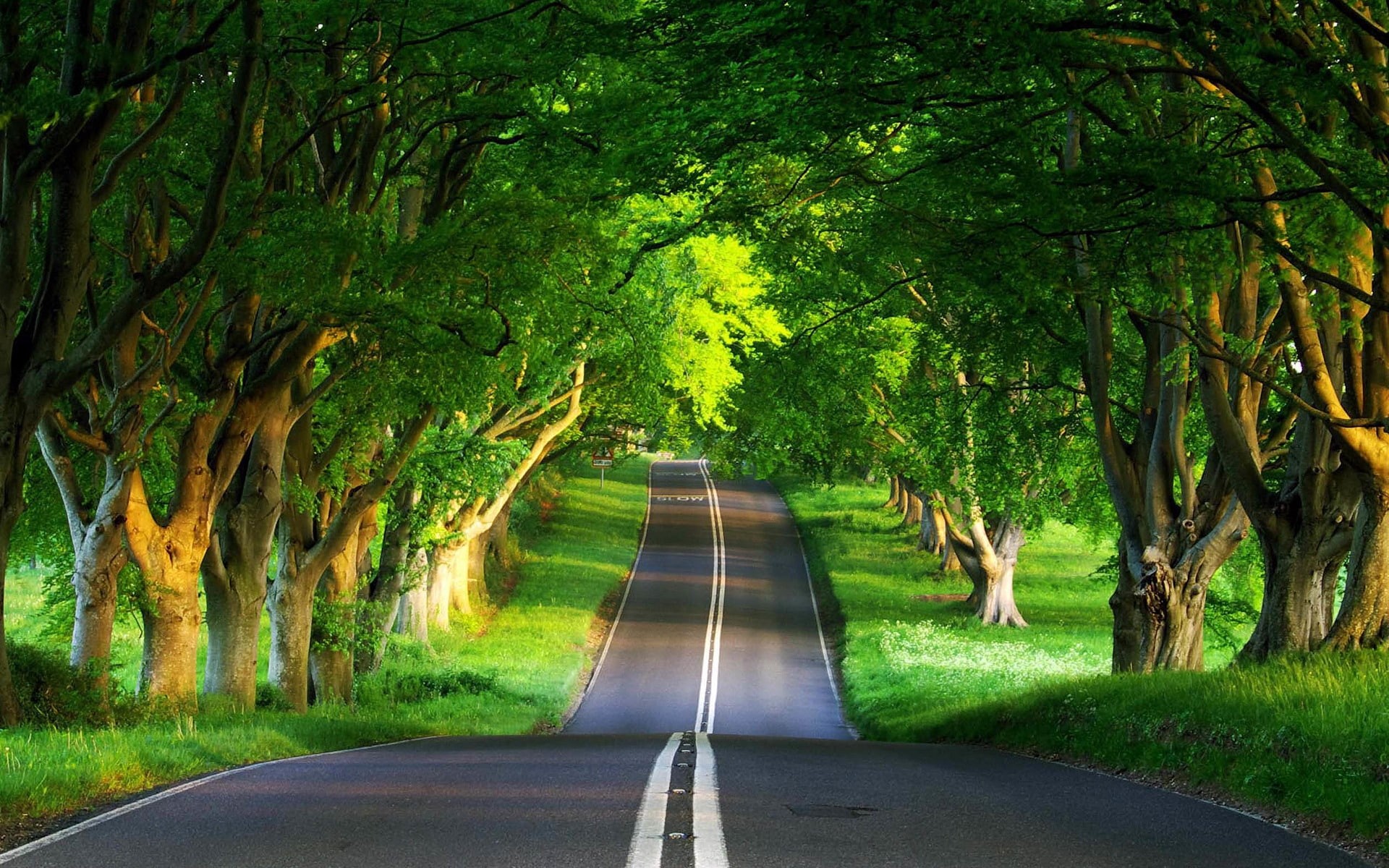 forest, 1080P, trees, green, spring, nature, road, background, HD Wallpaper