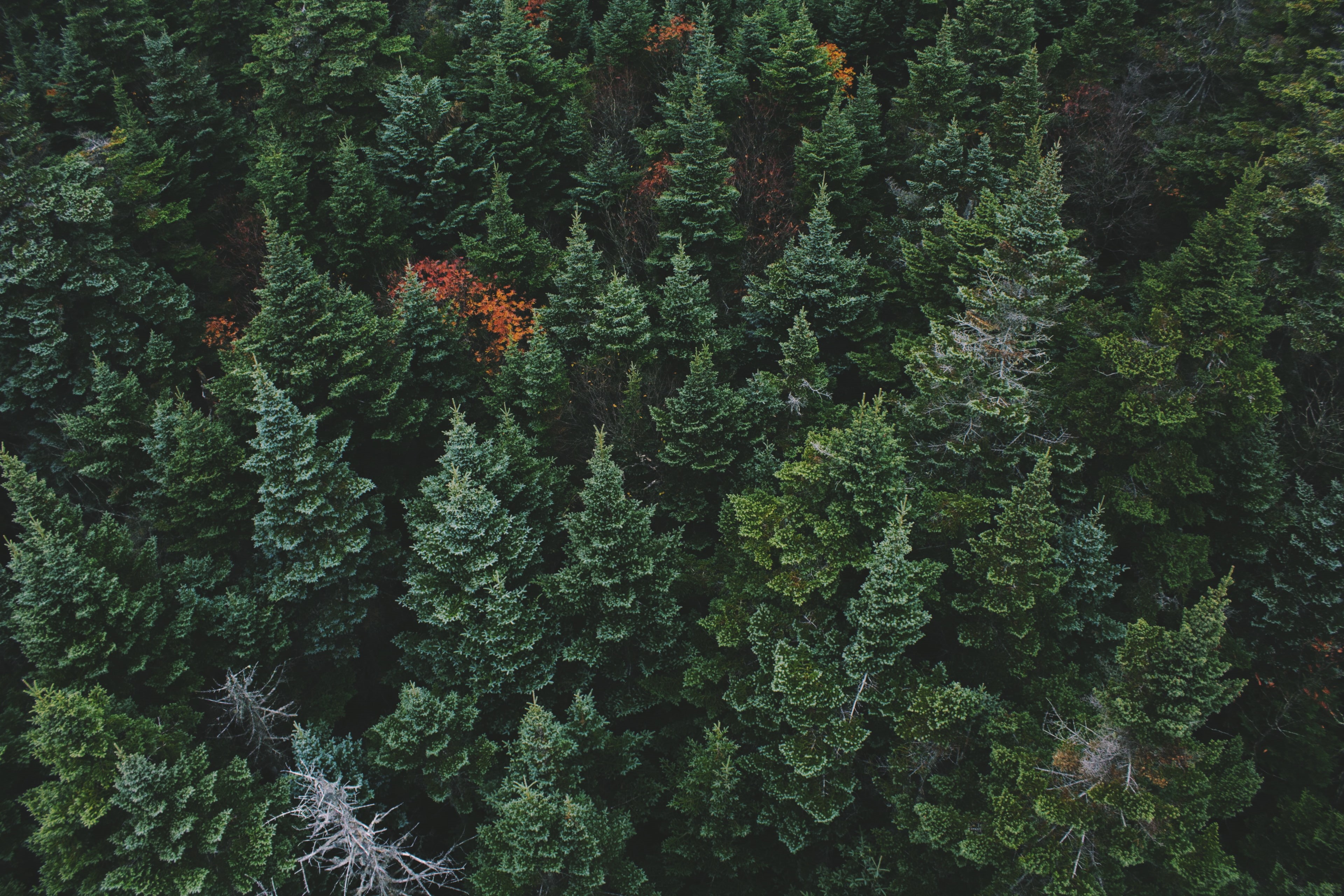 4K, forest, green background, nature, HD Wallpaper