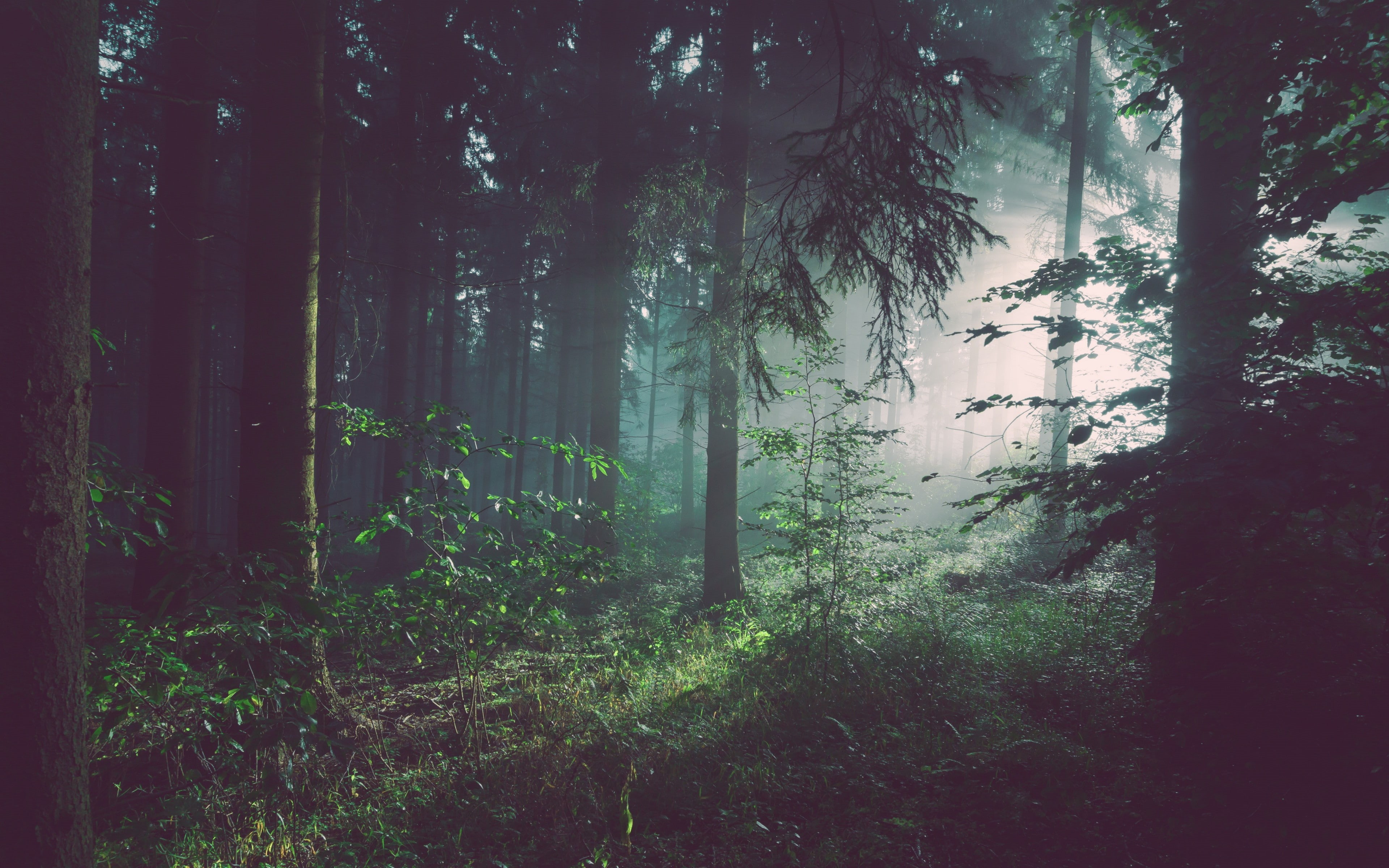 trees backgrounds, download 3840x2400 forest, forest, 4K, Fog, HD Wallpaper