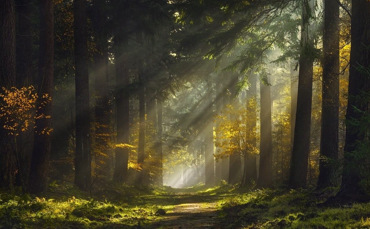 landscape, path, trees, idyllic, tranquil scene, sunlight, sunbeams, tranquility, scenics - nature, yellow, sun rays, grass, land, green, outdoors, woodland, HD Wallpaper