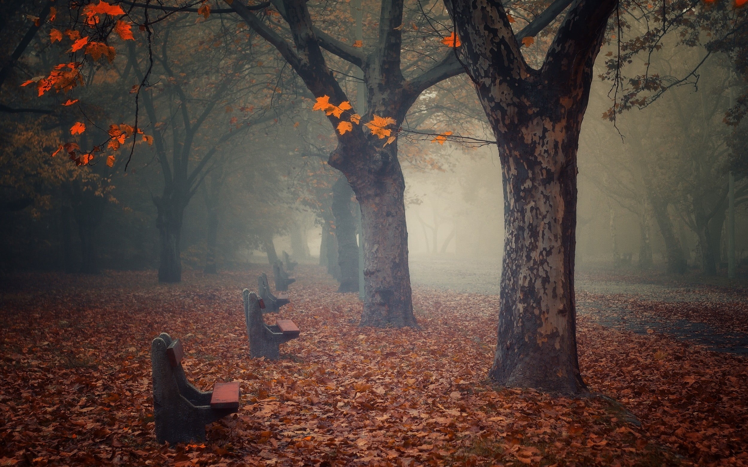 october, change, maple Tree, landscape, one Person, spooky, branch, empty, autumn collection, atmosphere, beauty, growth, people, red, fall, mist, trunk, HD Wallpaper