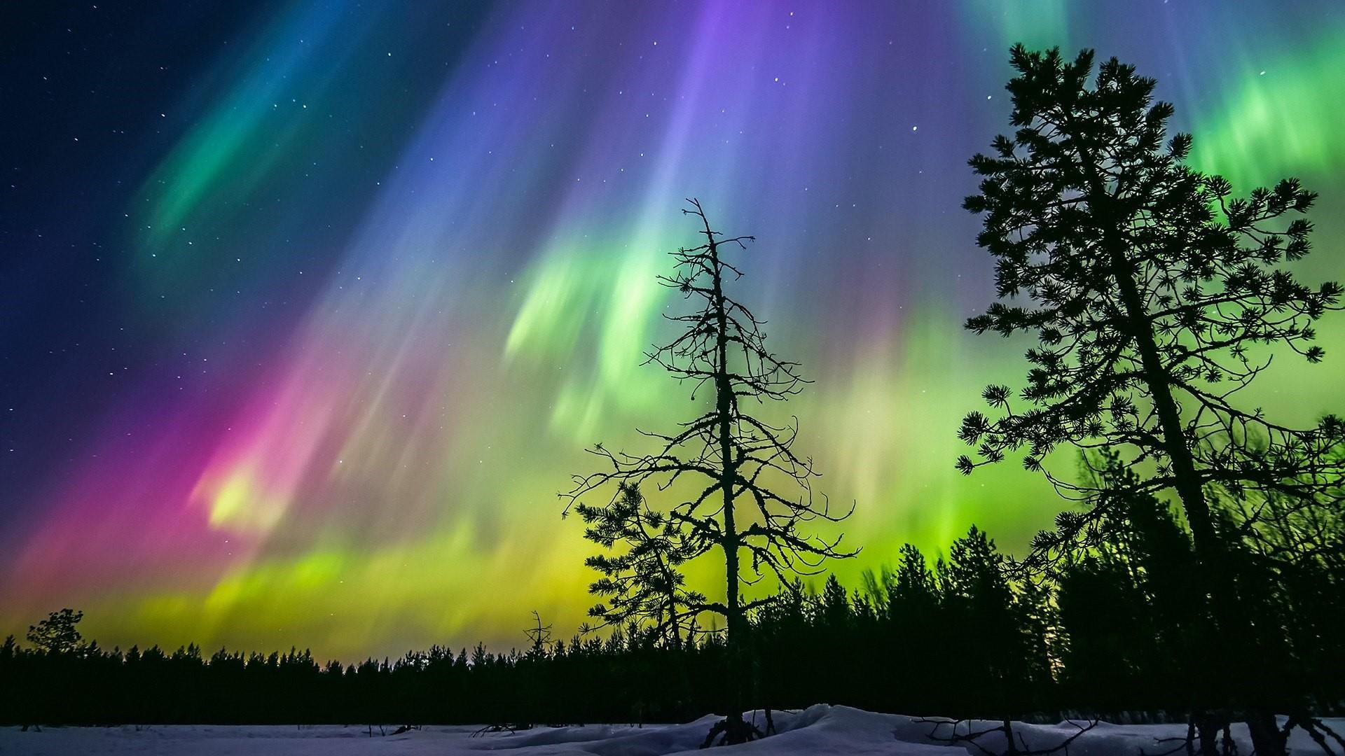 1080P, tree, atmosphere, northern lights, night lights, starry night, silhouette, finland, sky, aurora borealis, branch, nature, landscape, night sky, HD Wallpaper